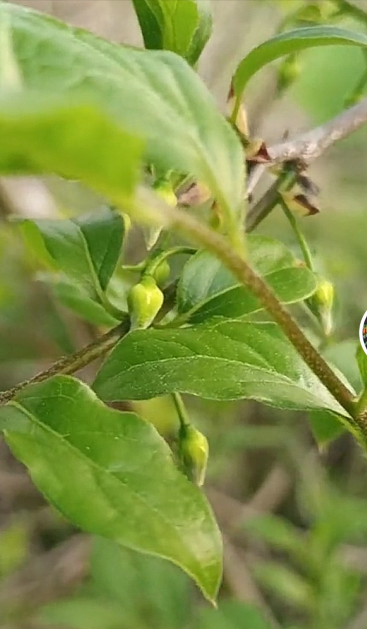 老鸦柿 公花 母花 原生态