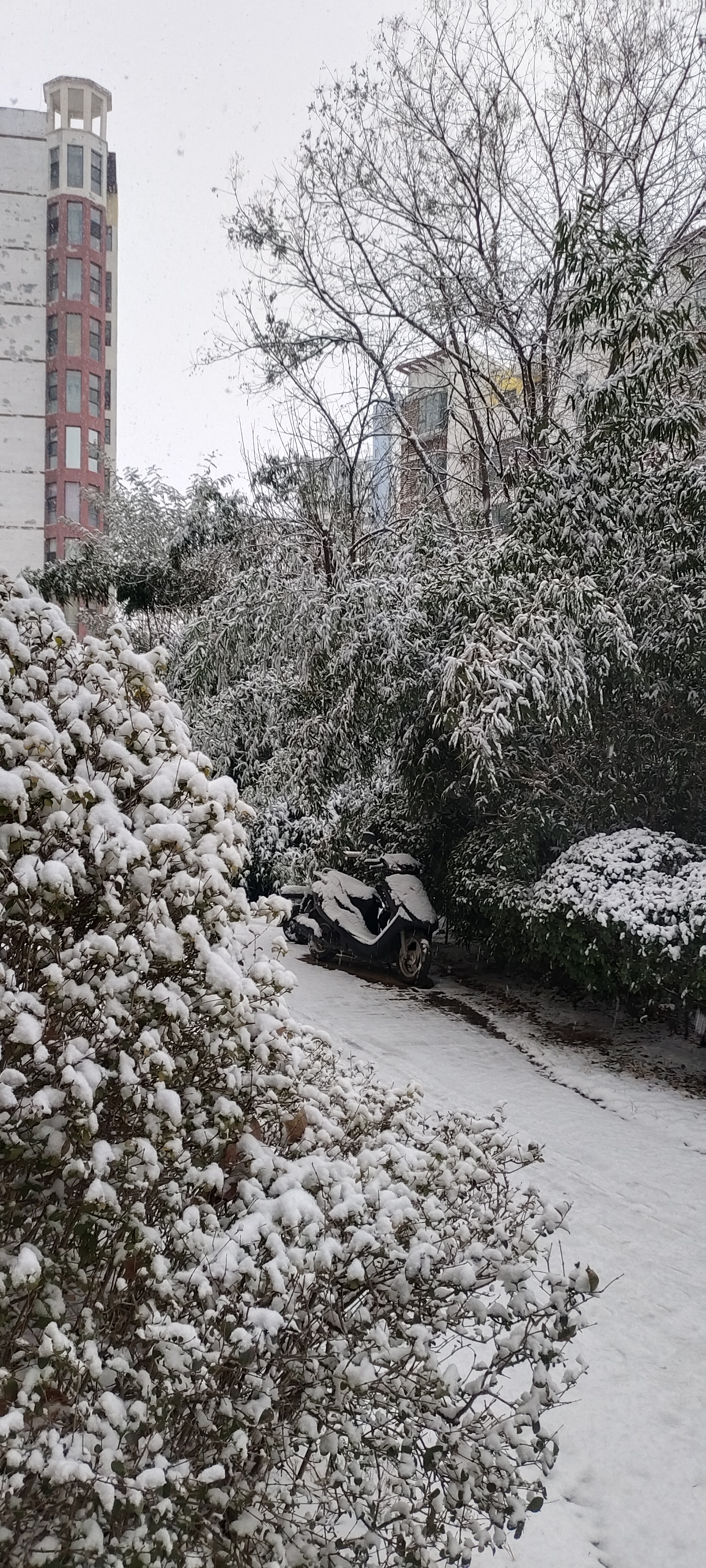 北方下雪图片真实图片