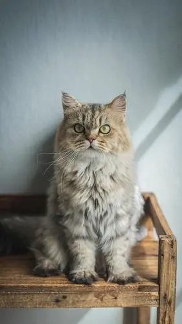 猫咪在新瑞鹏旗下宠物医院治疗不当死亡 宠物医疗纠纷该如何化解