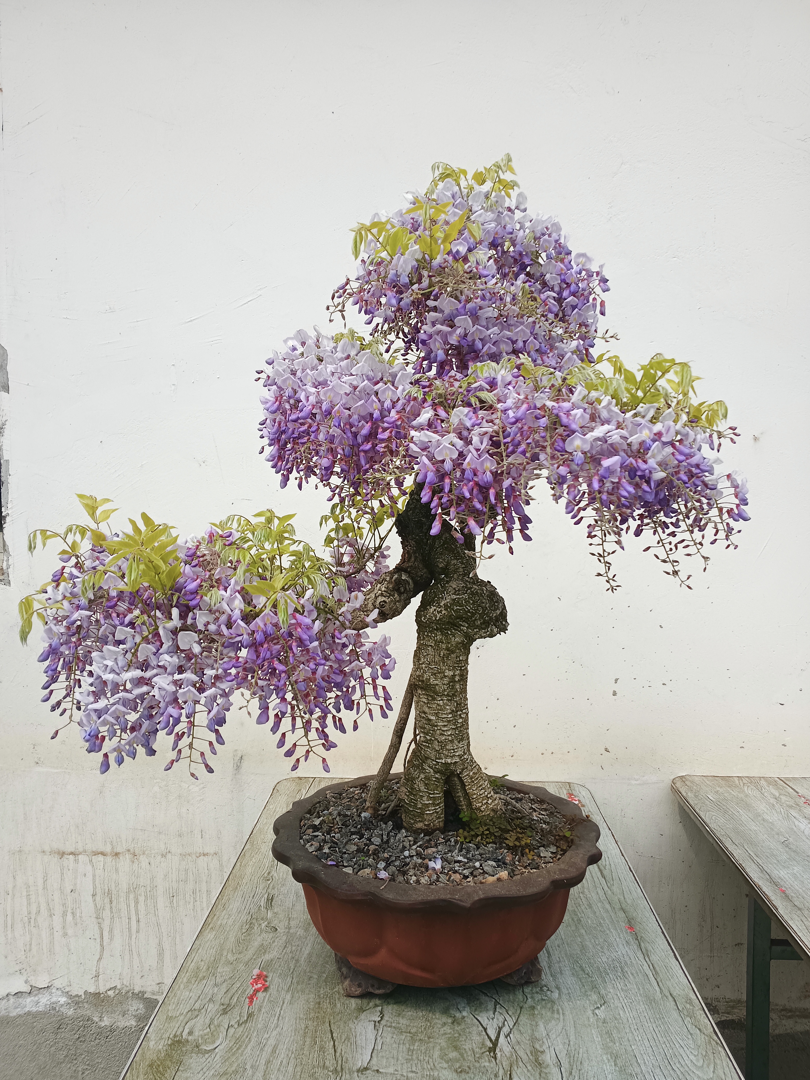 一盆紫藤盆景,养了五年了,今年丰花,分享给大家