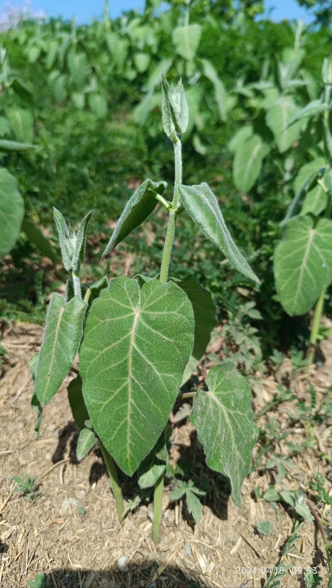这个季节随处可见的一种植物,罗摩
