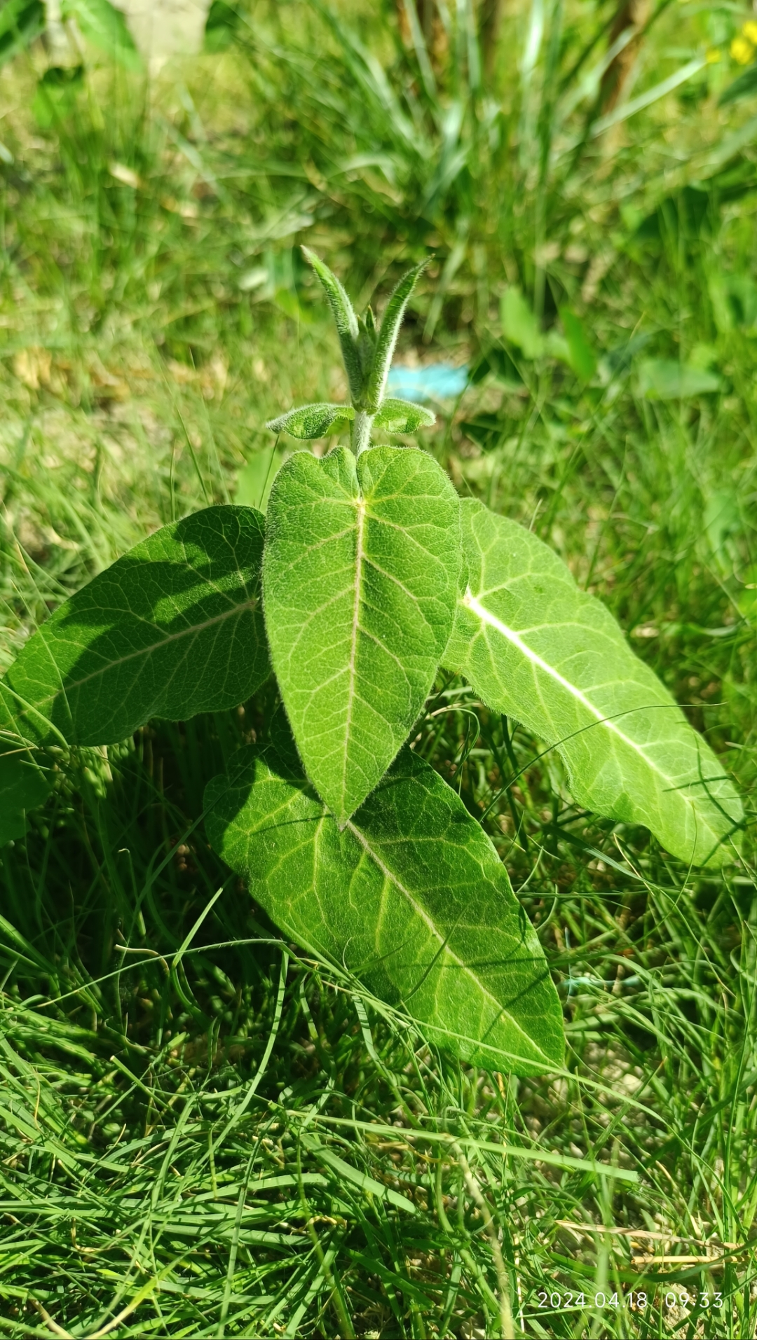 这个季节随处可见的一种植物,罗摩