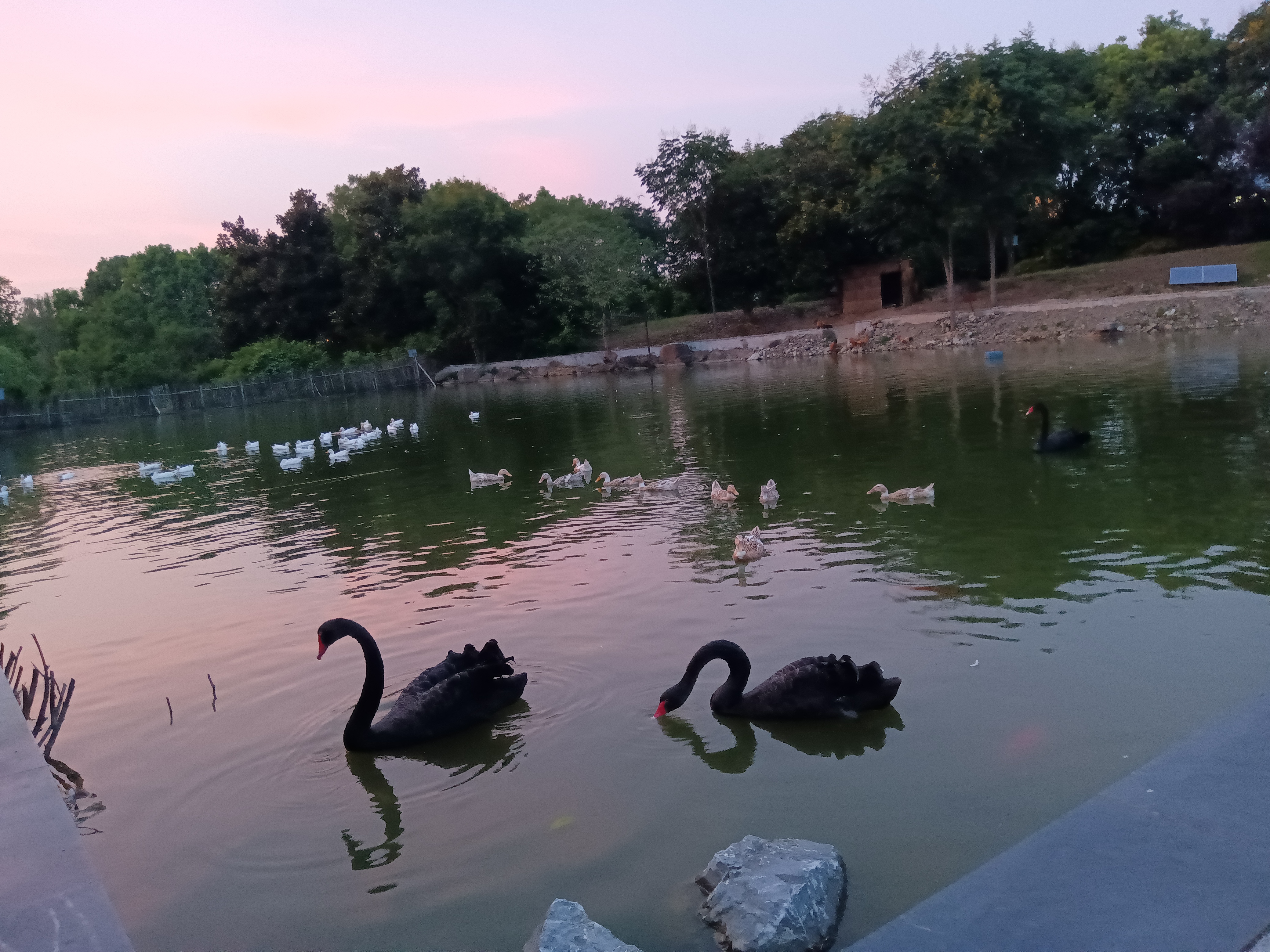 湖边日落,天鹅与鸭子共舞,如此多娇,生活无处不风景,感恩生活,感谢有