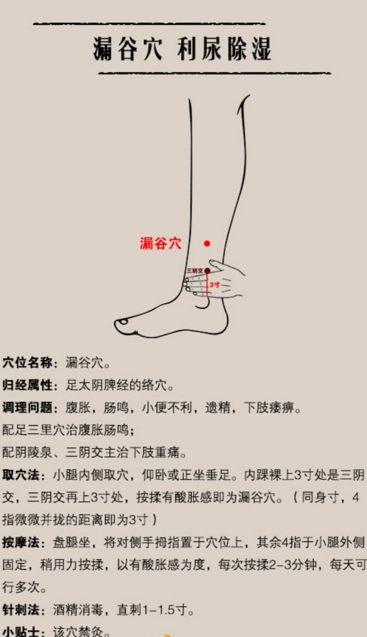 【漏谷穴 利尿祛湿】 漏谷穴为足太阴脾经的络穴,并且是足太阴脾经与
