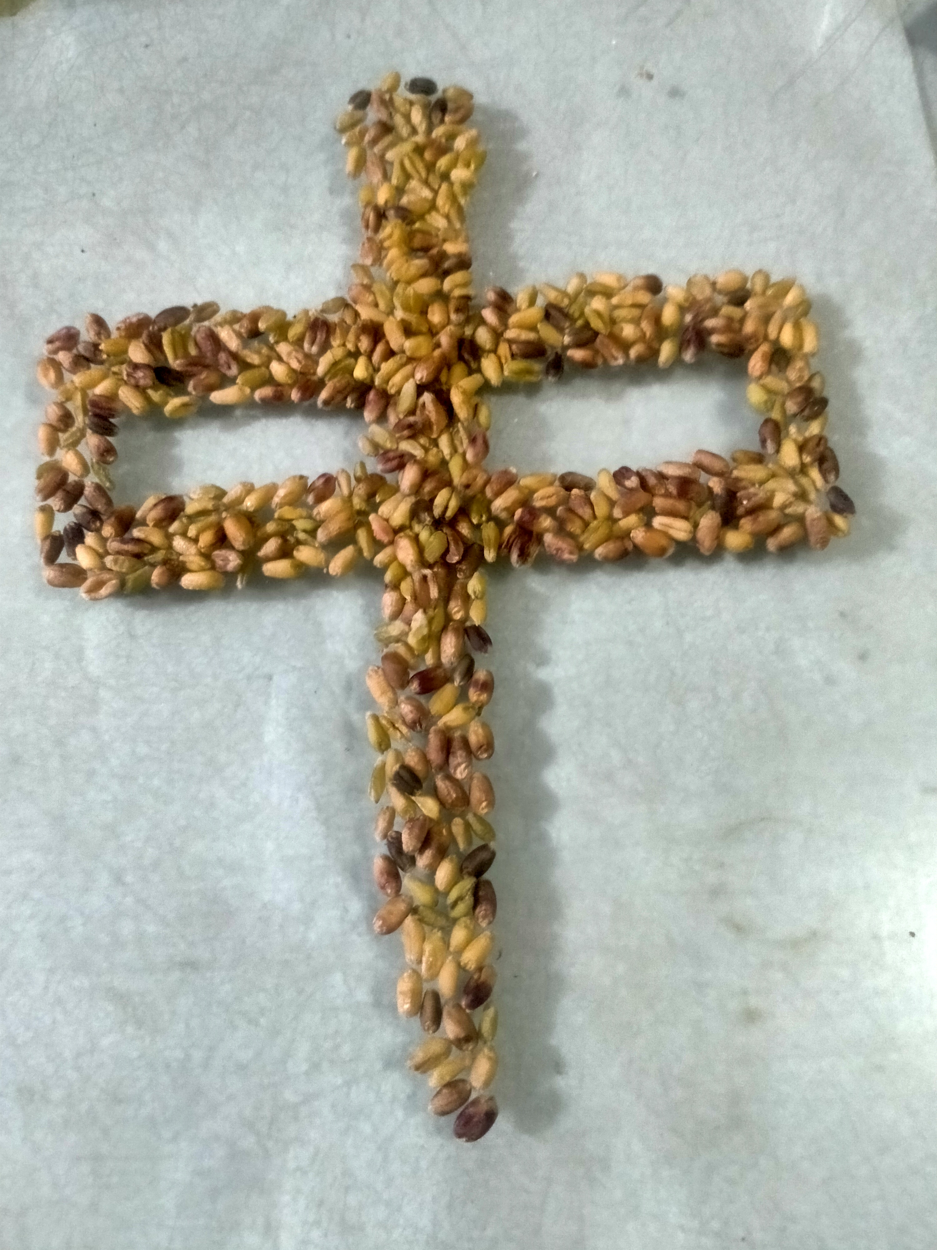 五彩缤纷的小麦品种! 聊城江北水城旅游度假区地丰合作社最新奉献!