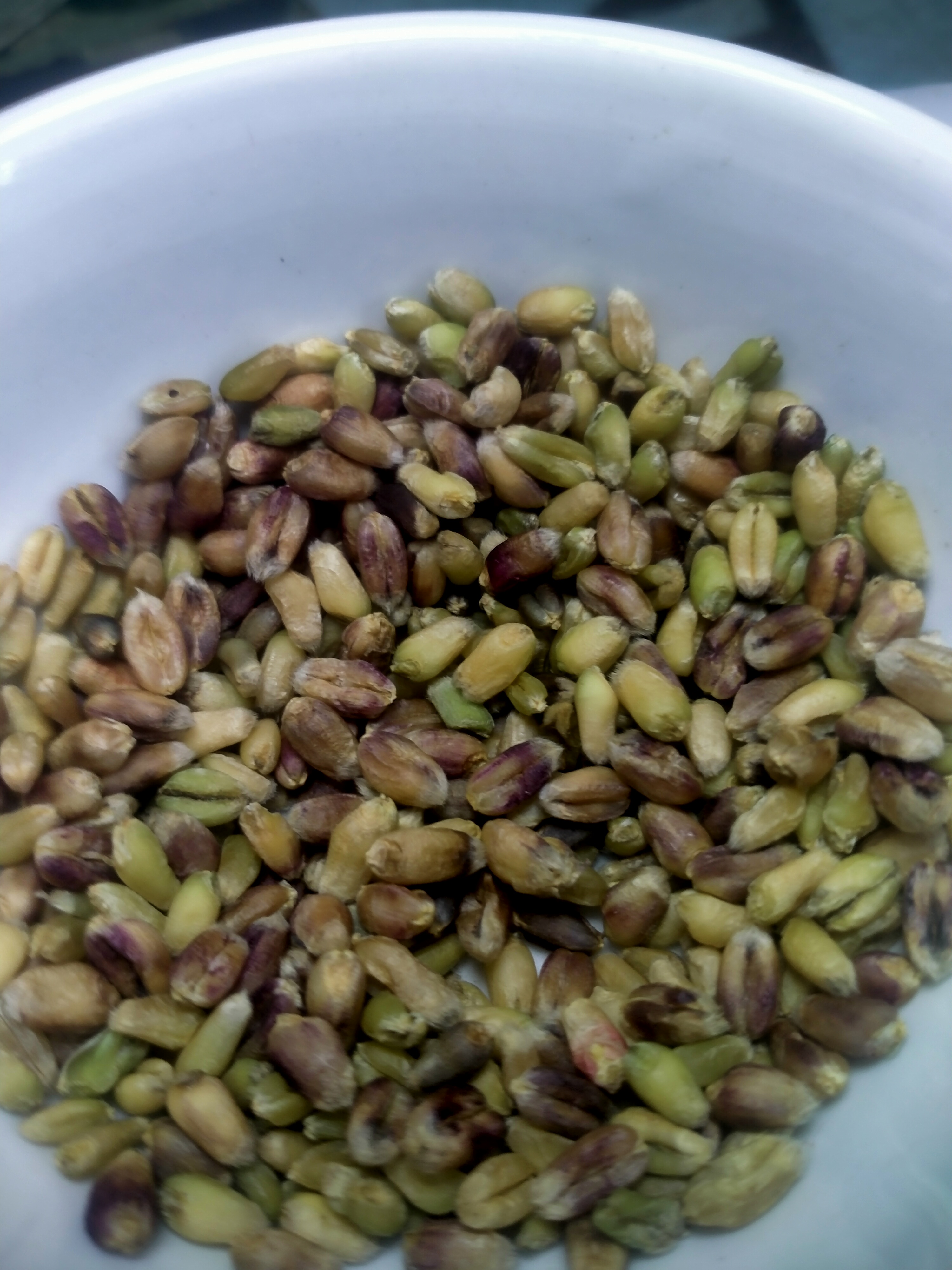 五彩小麦品种即将诞生! 聊城江北水城旅游度假区地丰合作社最新奉献!