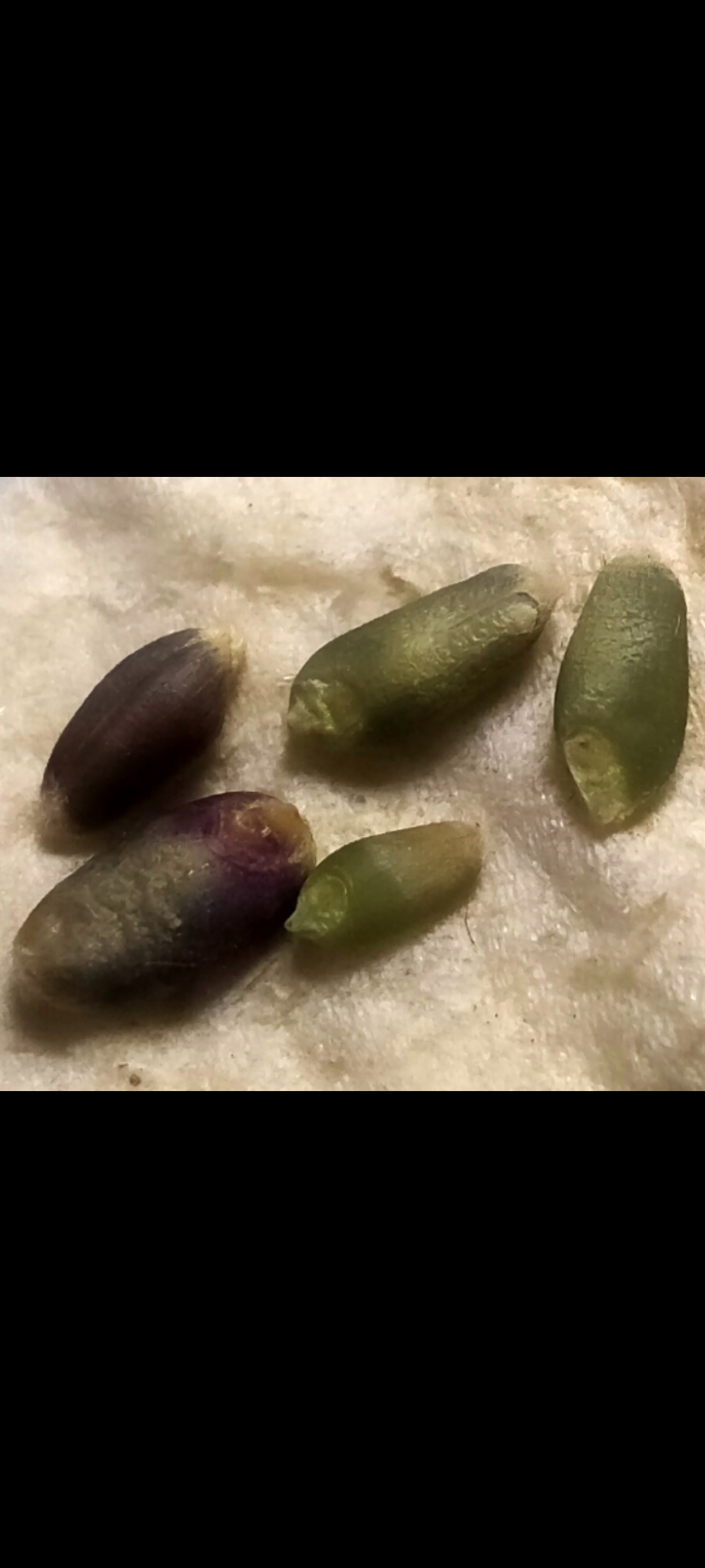 五彩小麦品种即将诞生! 聊城江北水城旅游度假区地丰合作社最新奉献!