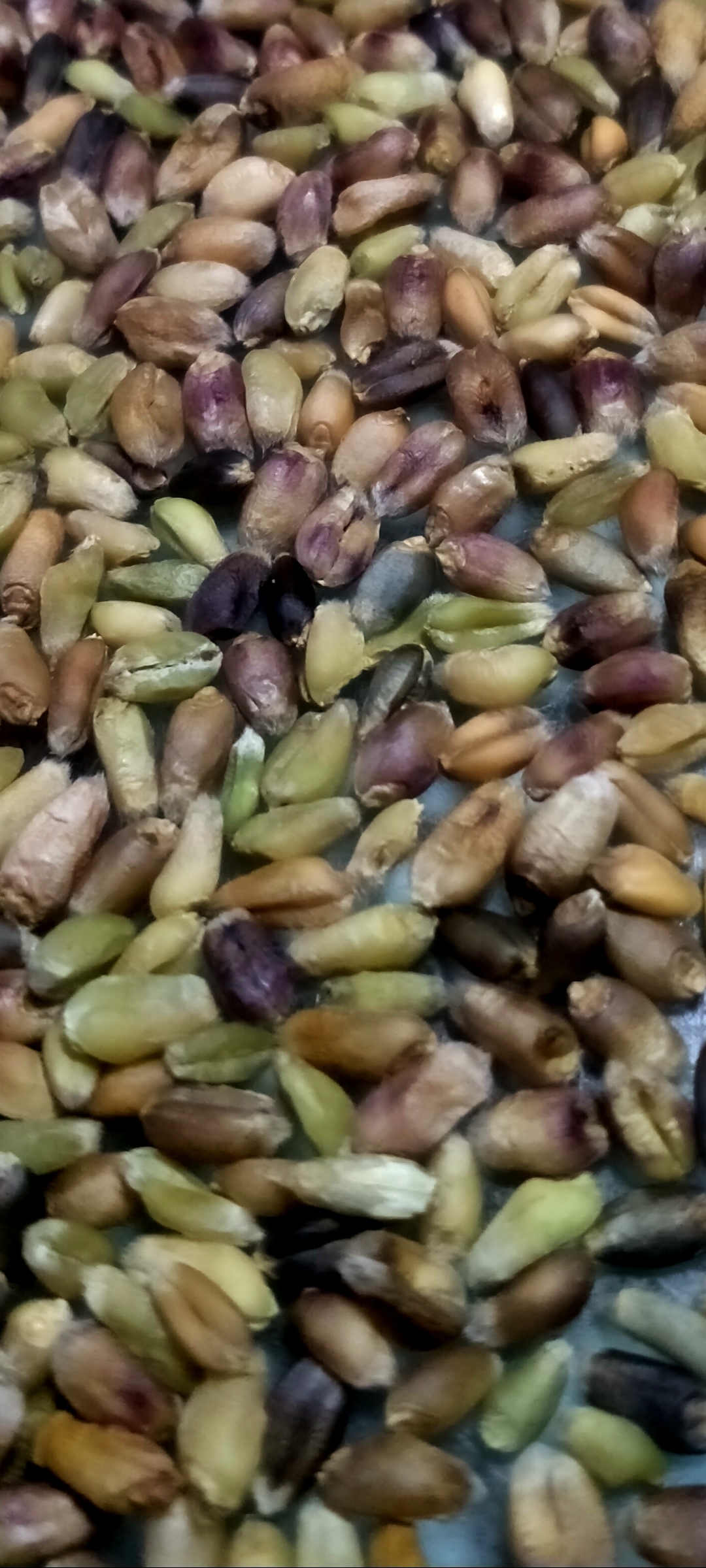 五彩小麦品种即将诞生! 聊城江北水城旅游度假区地丰合作社最新奉献!