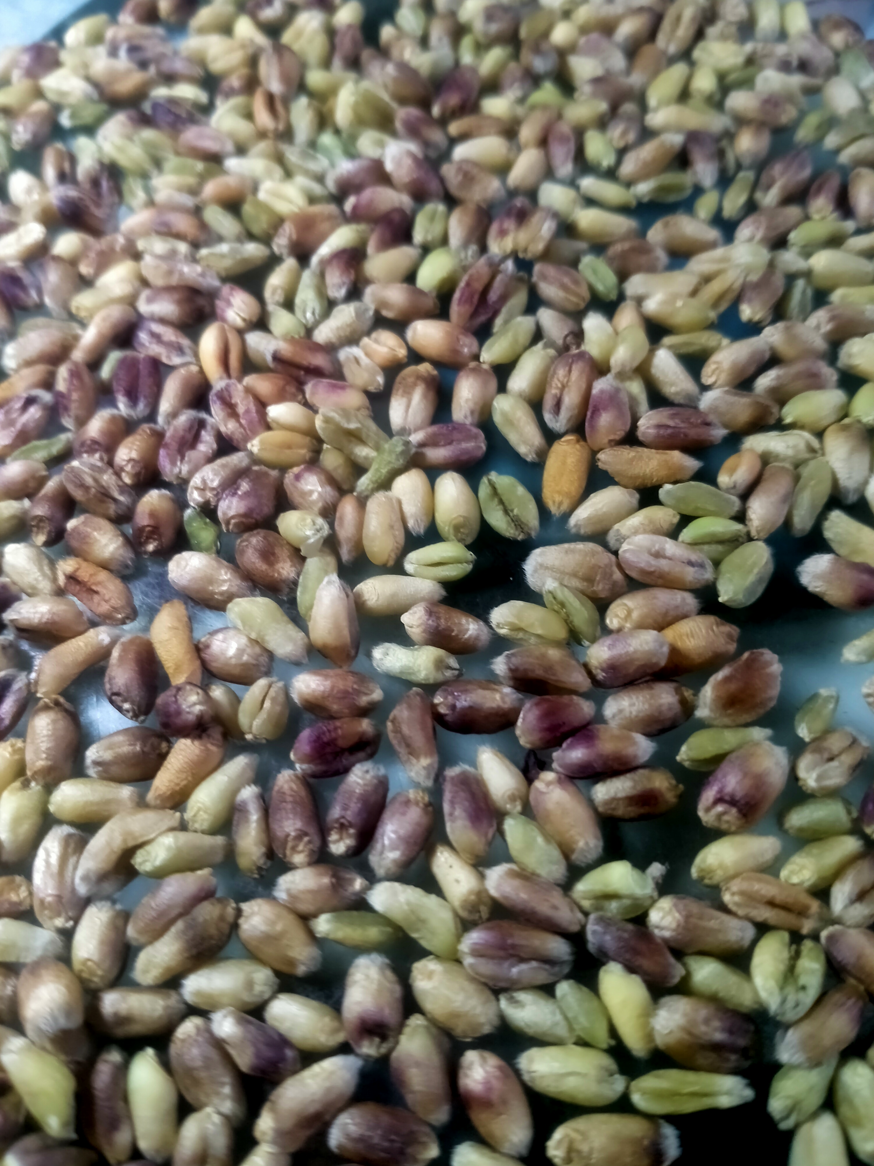 五彩小麦品种即将诞生! 聊城江北水城旅游度假区地丰合作社最新奉献!