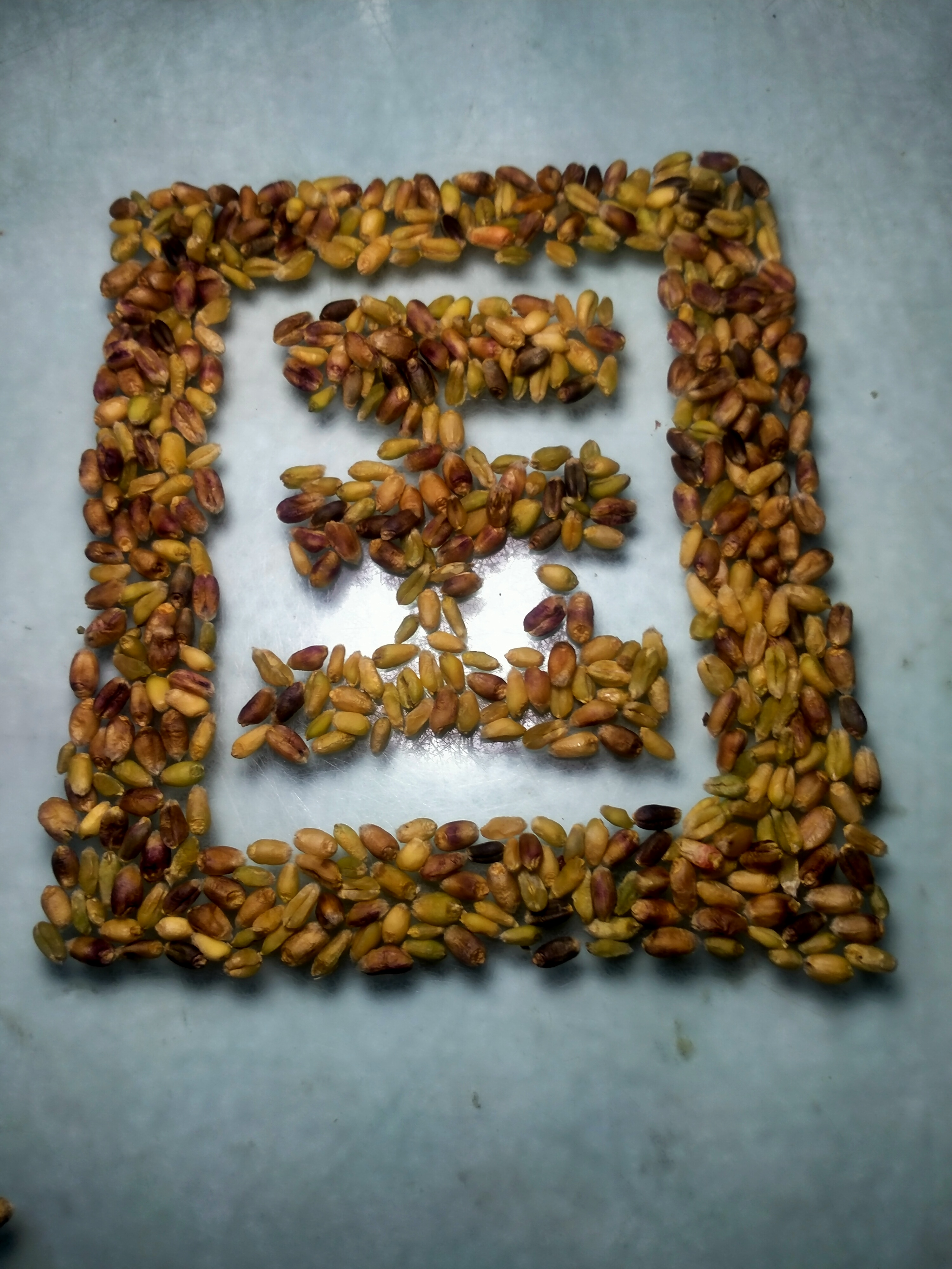 五彩缤纷的小麦品种! 聊城江北水城旅游度假区地丰合作社最新奉献!