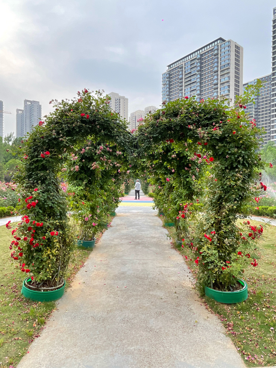 郑州这一座巨大的蝴蝶公园,也太美了吧!