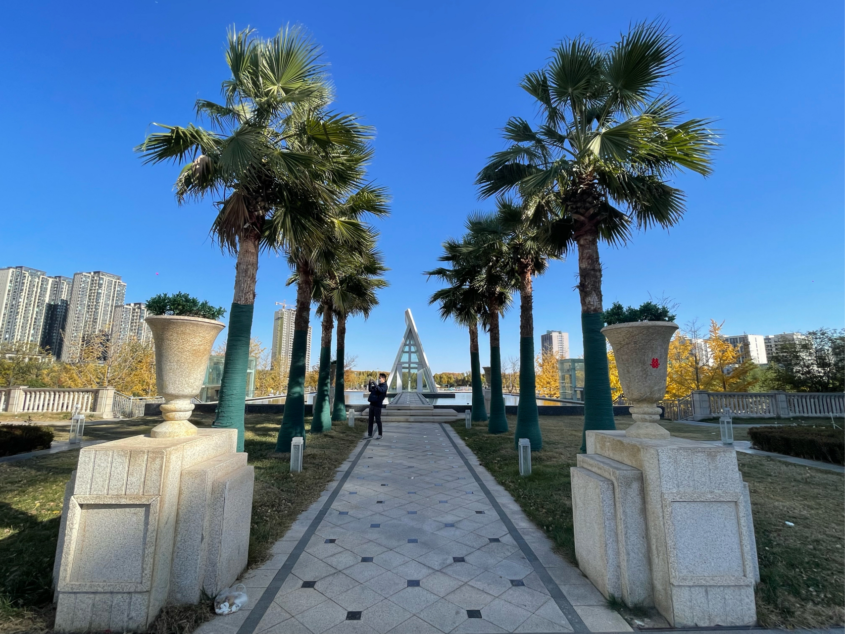 郑州惠济区月湖公园,冬日的暖阳和金色的银杏树林风景如画,又一个网红