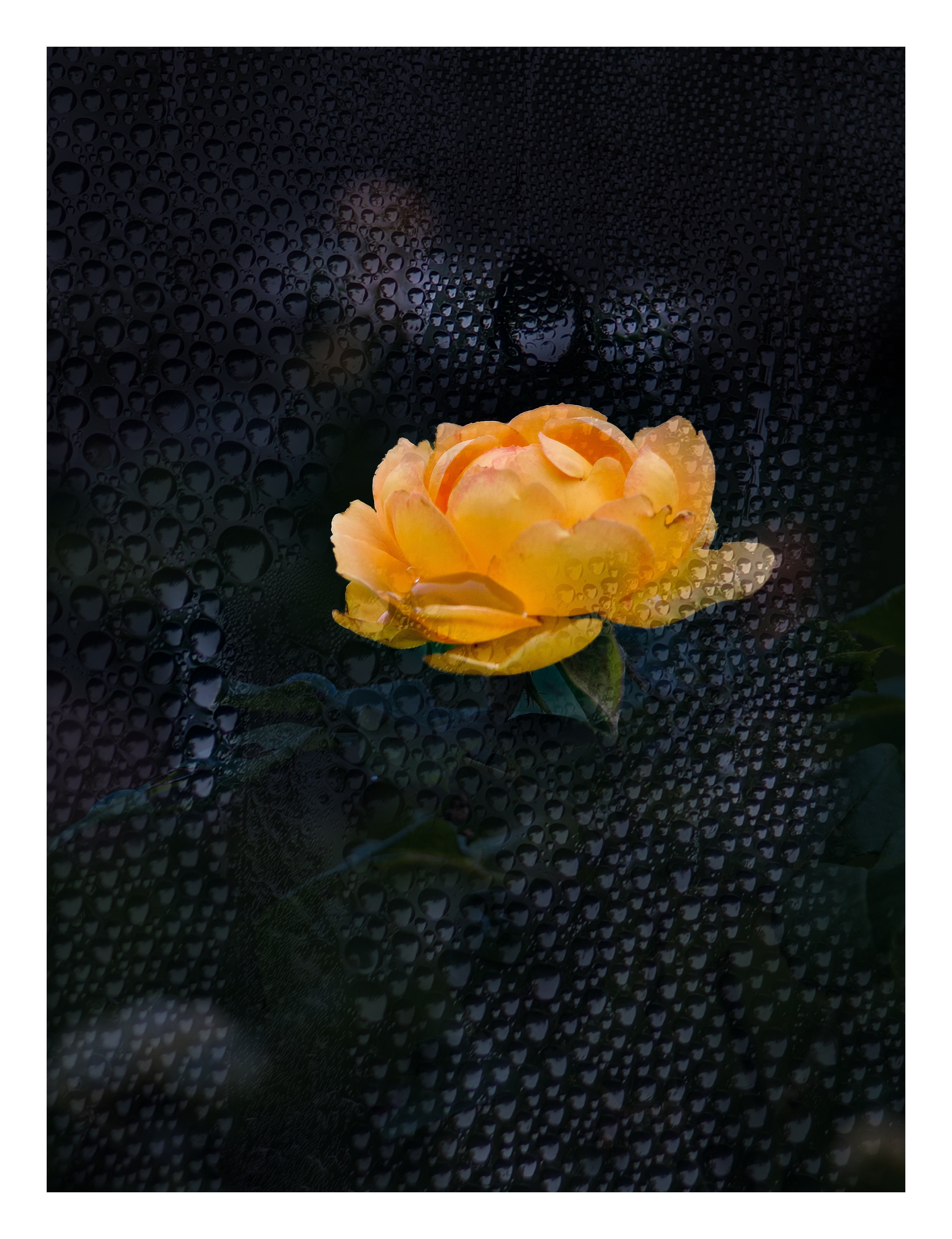 女人要学会:移情别恋.