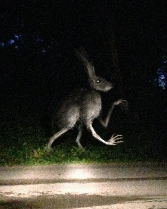 [特雷弗亨德森生物介绍人形兔]  兔子看起来像兔子,但瞳孔上有两个