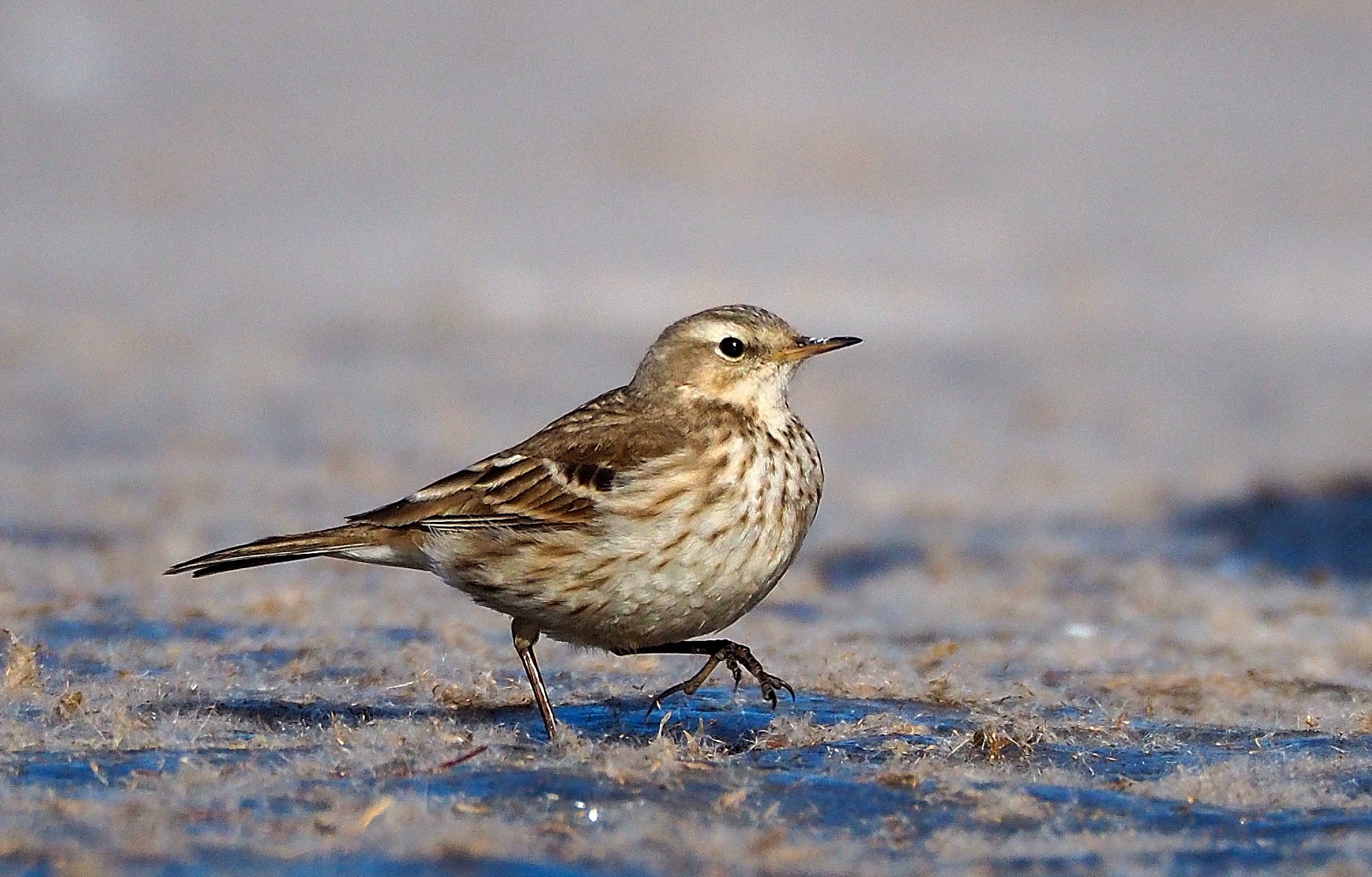 科的鸟类,属小型鸣禽,主要栖息于山地,林缘,灌木丛