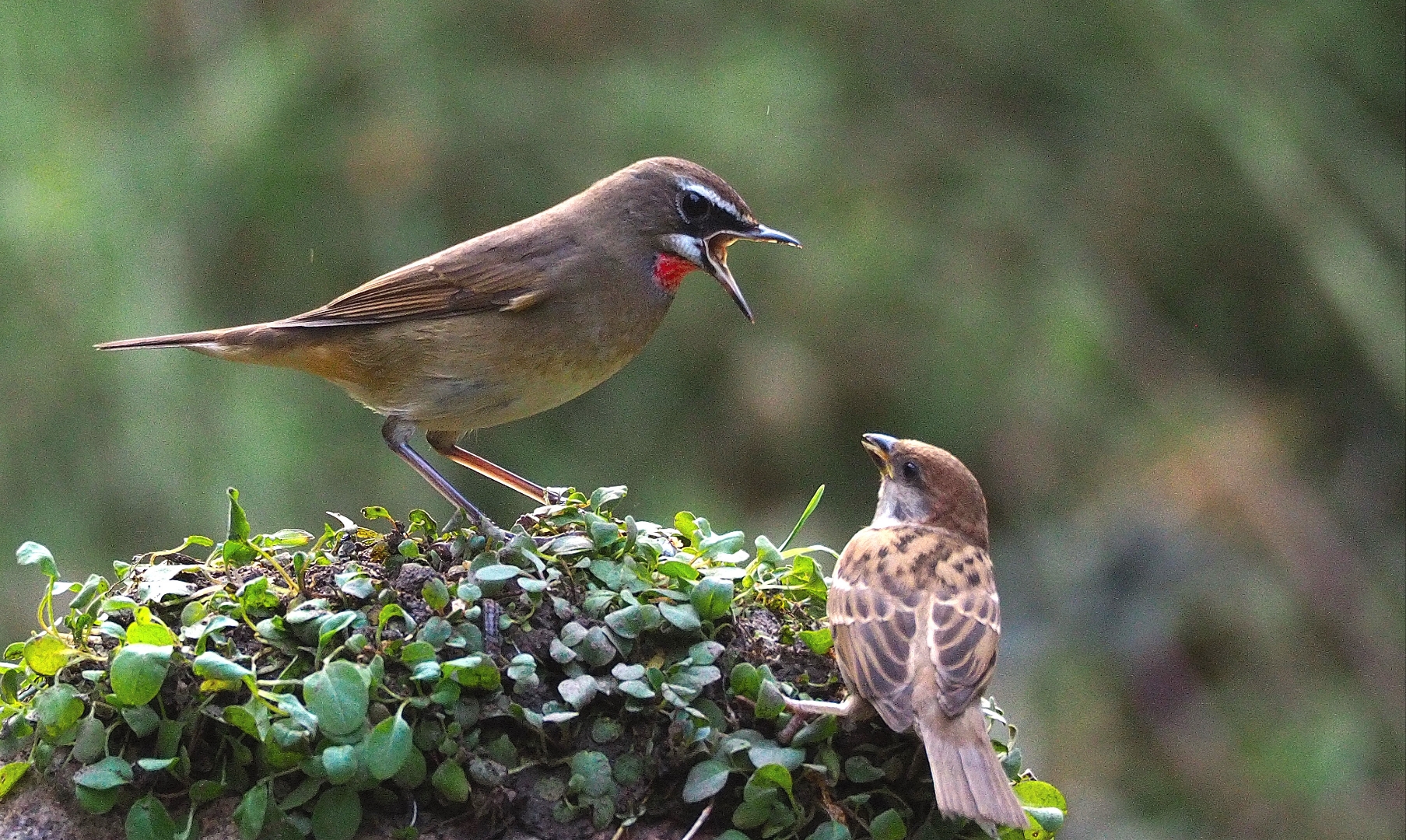 俗称"红点颏"的小鸟