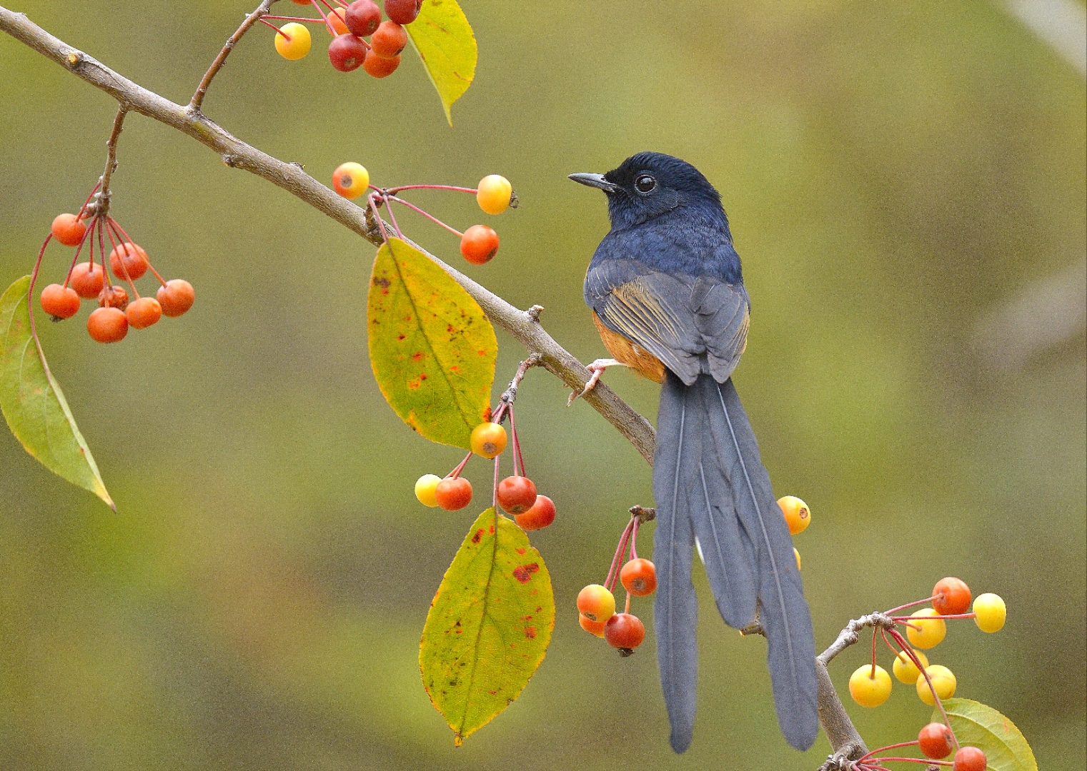 色彩艳丽的白腰鹊鸲