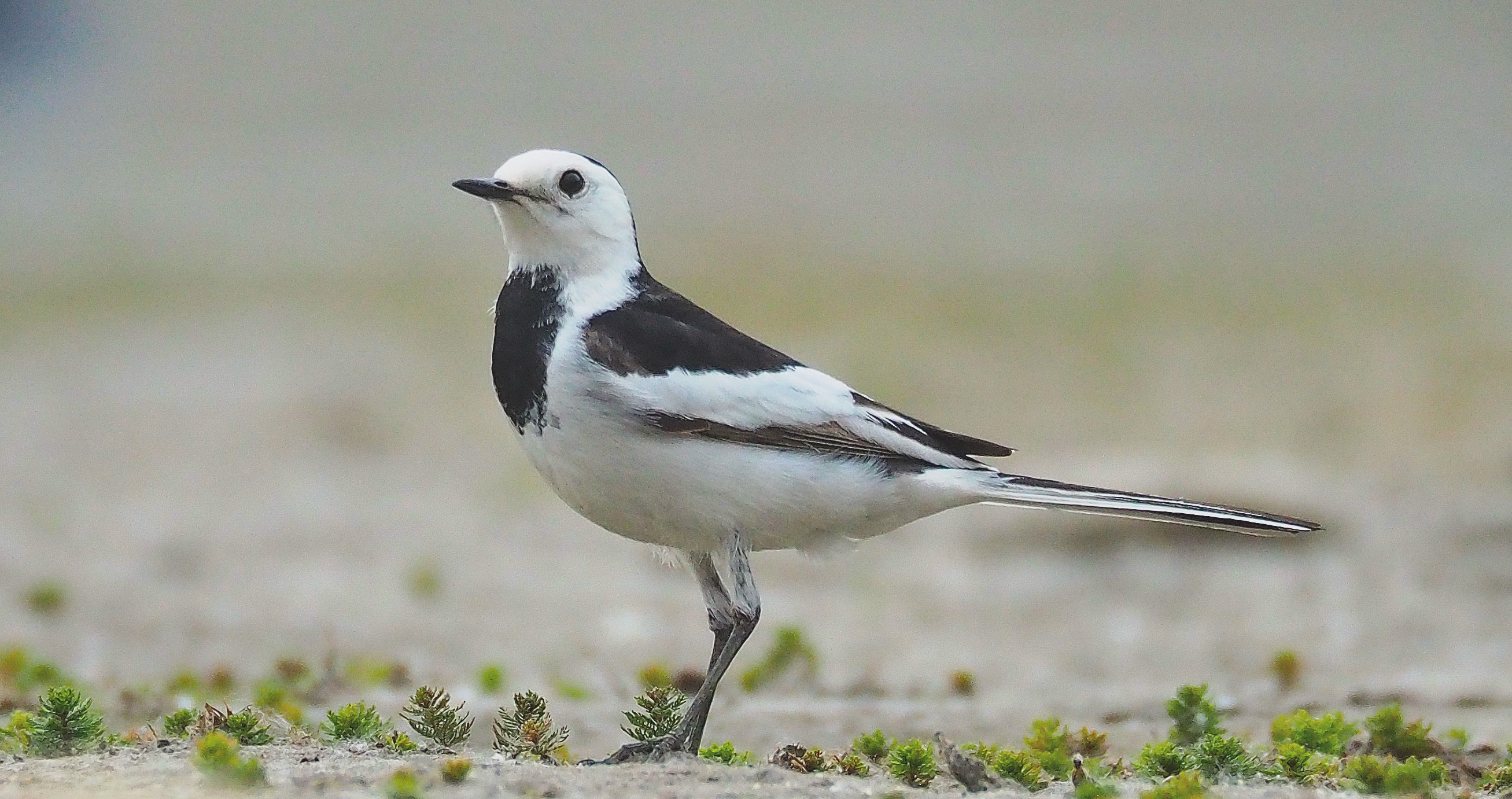 白鹡鸰,别名白面鸟,白颠儿,马兰花,是鹡鸰科鹡鸰属鸟类
