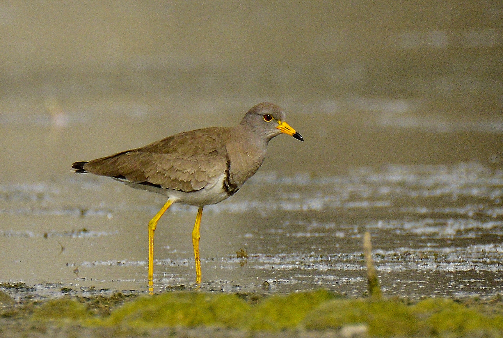 呆呆的灰头麦鸡