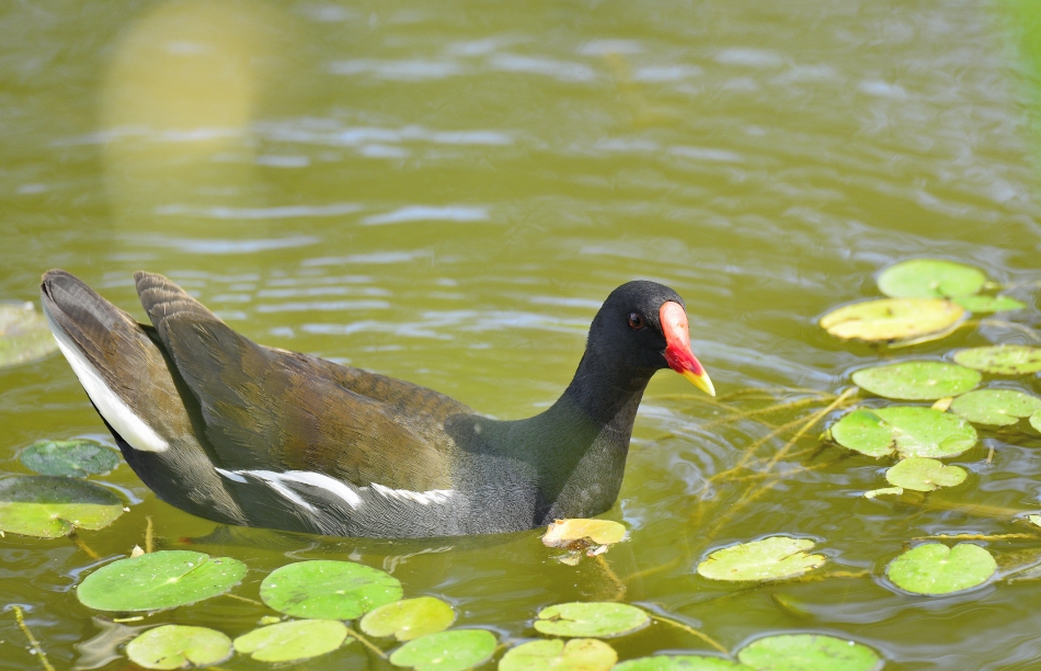 黑水鸡属,别名红骨顶,在中国分布很广,常栖息在有挺水植物的淡水湿地