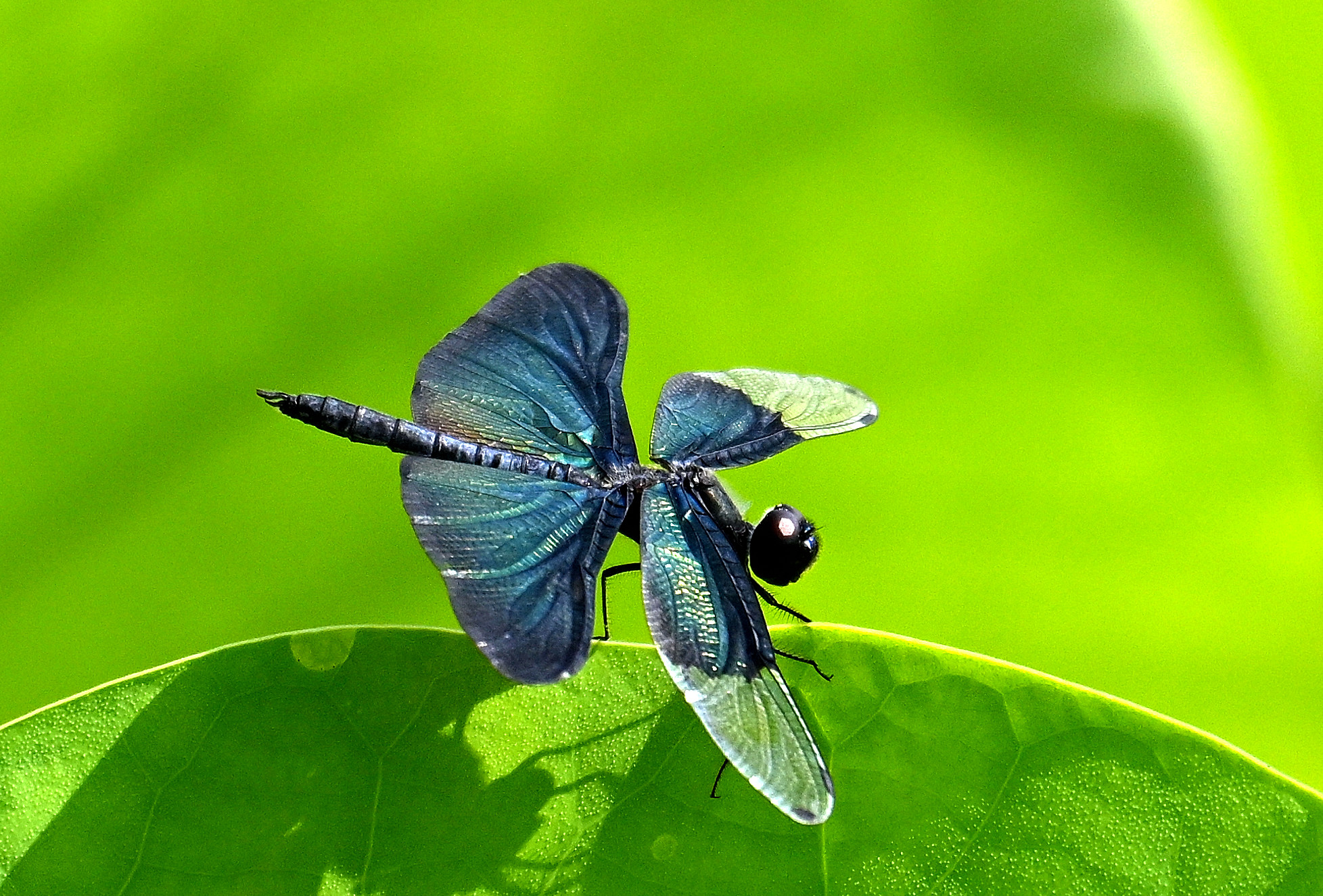 黑丽翅蜻,荷塘中靓丽的色彩