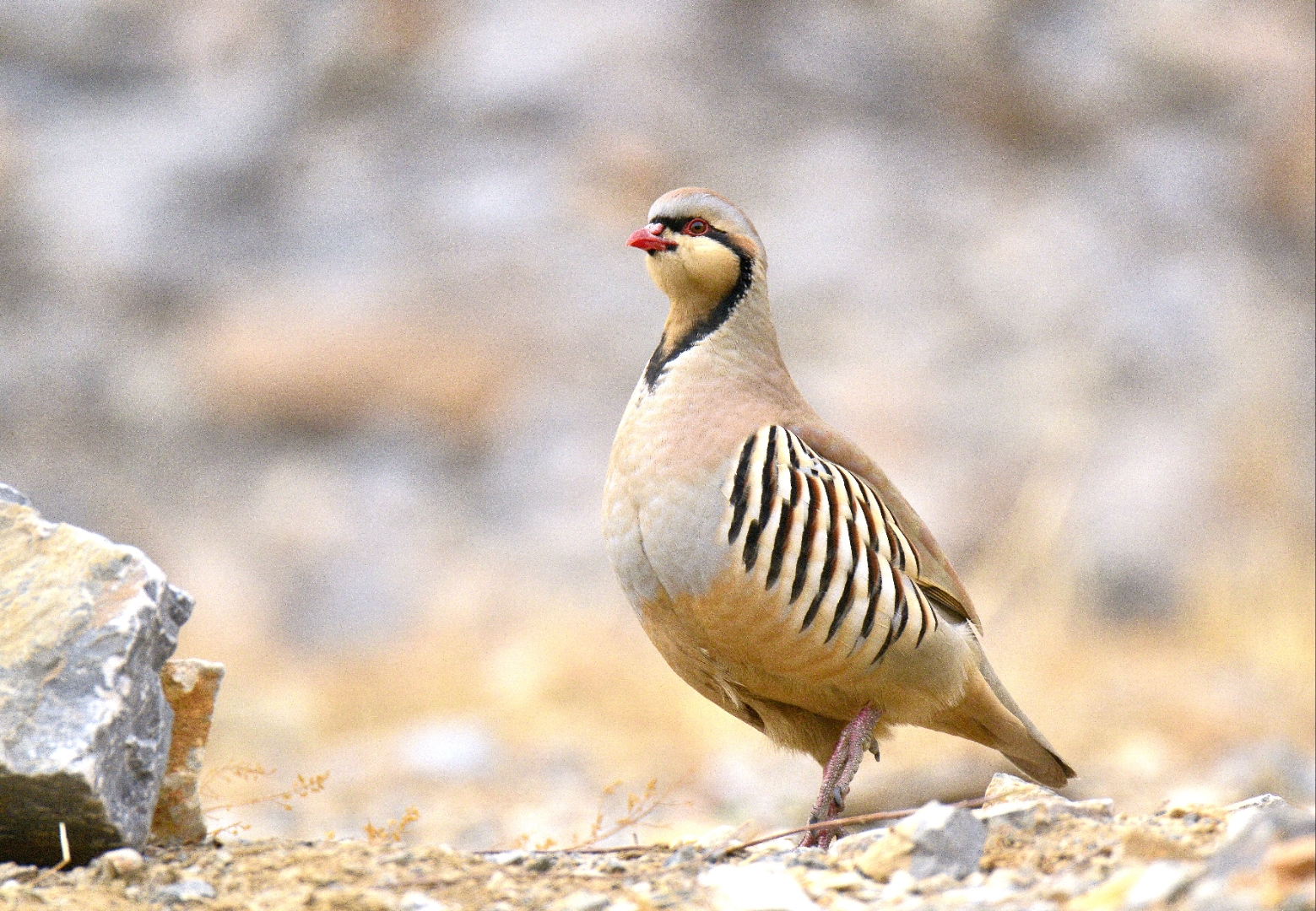 一种外形酷似石头的鸟