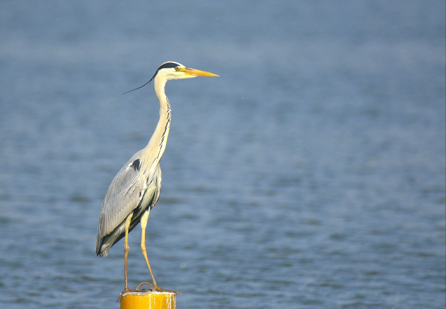 苍鹭别名青庄,捞鱼鹳等,是鹈形目鹭科鹭属的一种大型涉禽,栖息于江河