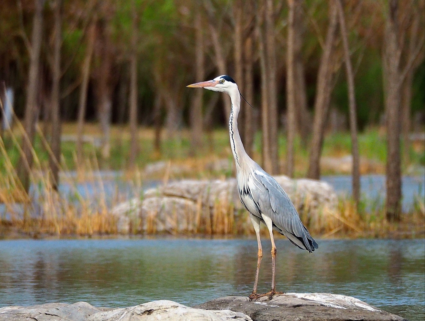 苍鹭别名青庄,捞鱼鹳等,是鹈形目鹭科鹭属的一种大型涉禽,栖息于江河