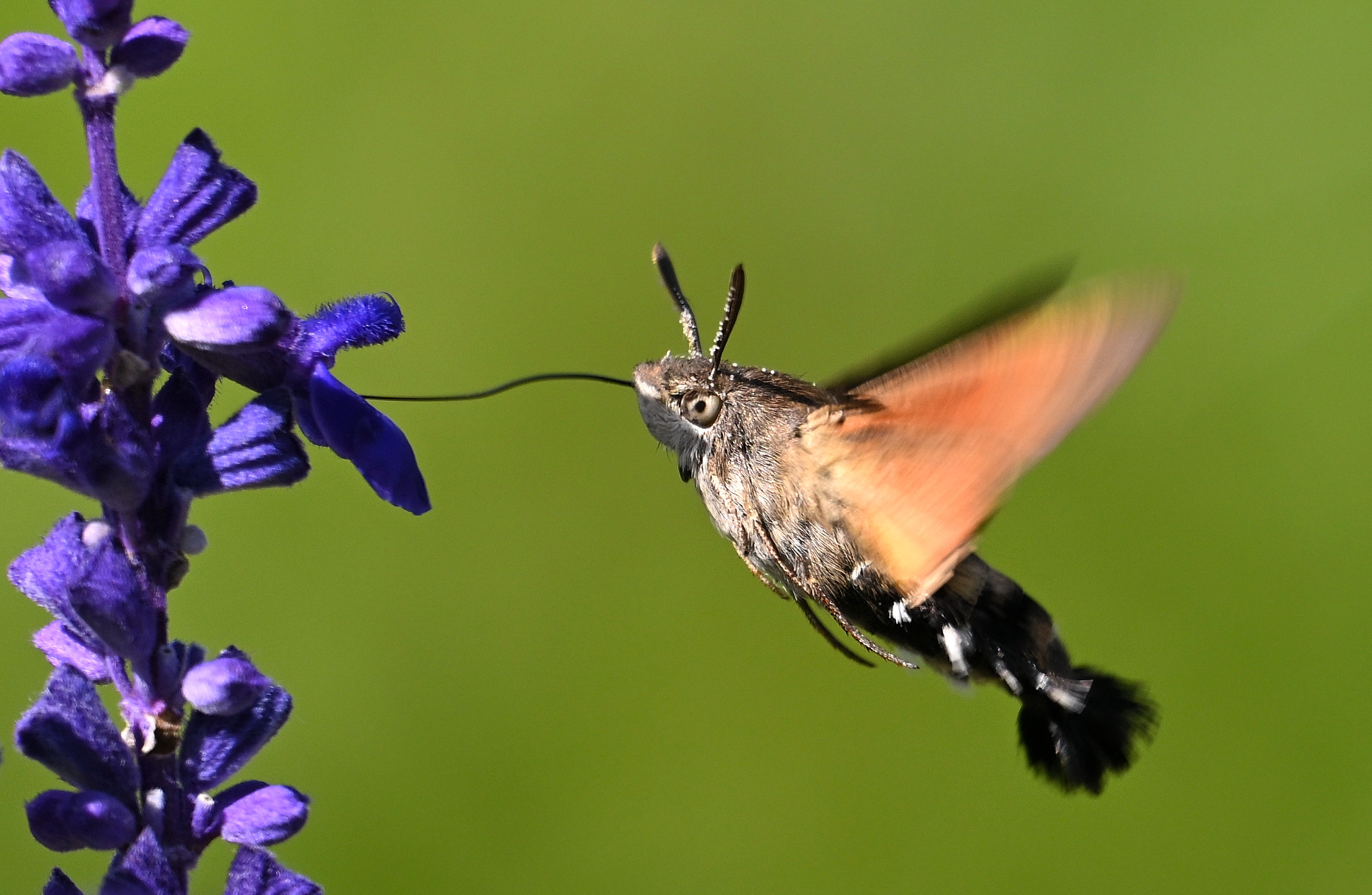 长喙天蛾,为鳞翅目天蛾科长喙天蛾属的一种昆虫,被列为国家二级被护