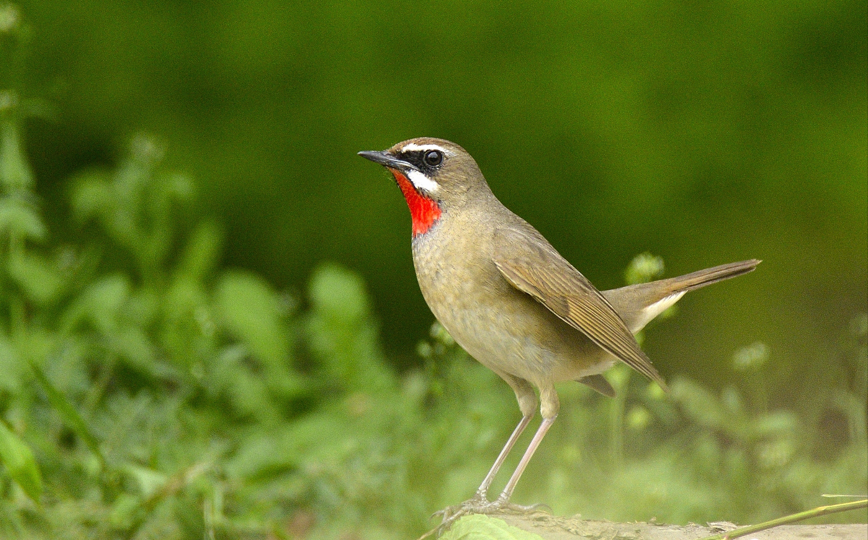 俗称"红点颏"的小鸟