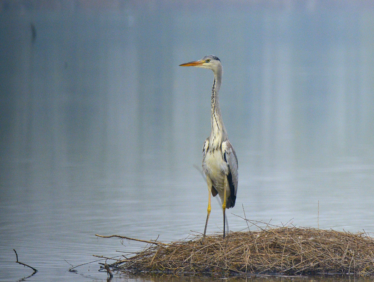 苍鹭别名青庄,捞鱼鹳等,是鹈形目鹭科鹭属的一种大型涉禽,栖息于江河
