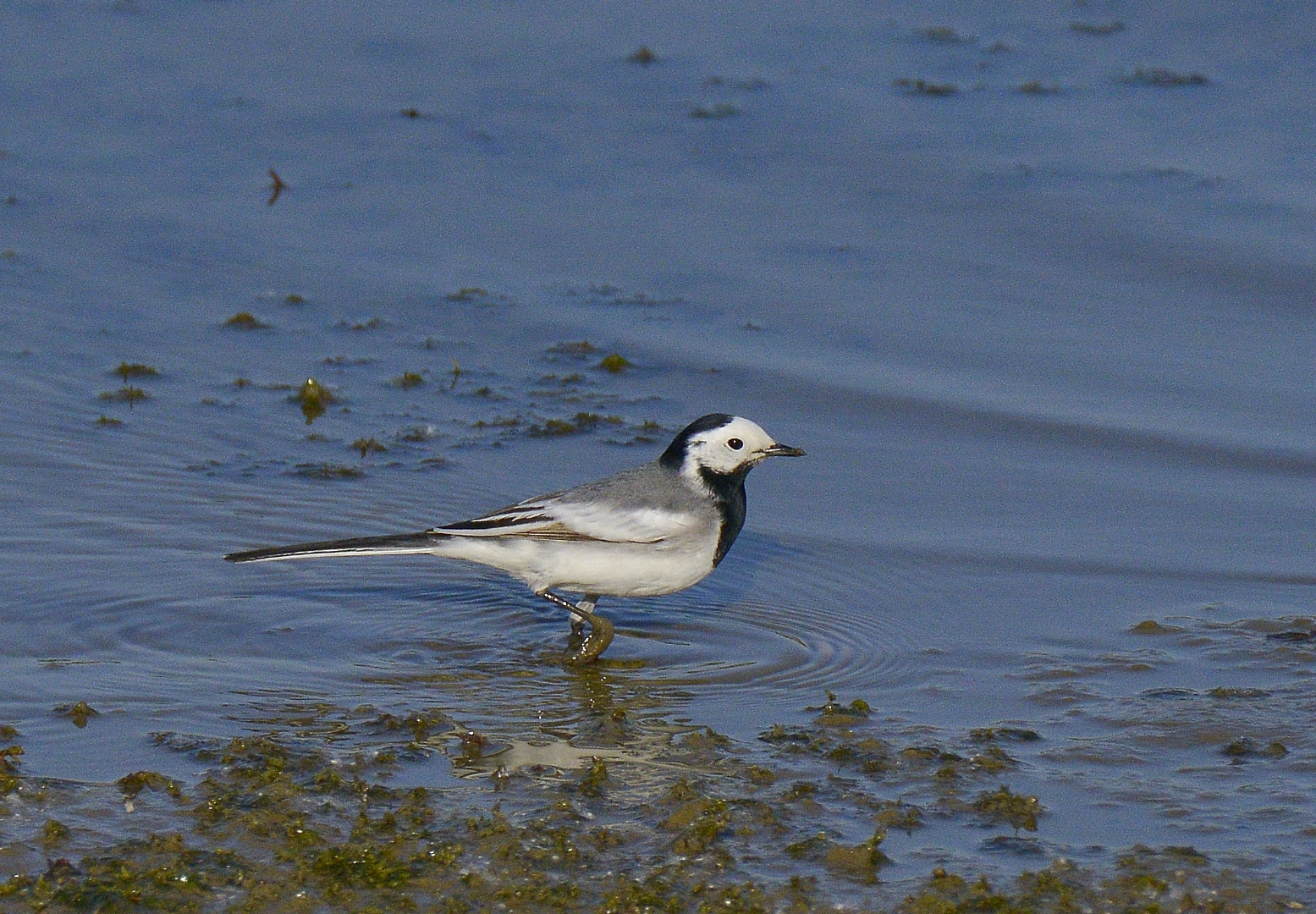 白鹡鸰,别名白面鸟,白颠儿,马兰花,是鹡鸰科鹡鸰属鸟类