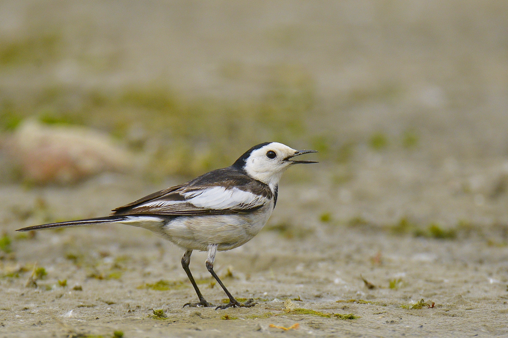 白鹡鸰,别名白面鸟,白颠儿,马兰花,是鹡鸰科鹡鸰属鸟类