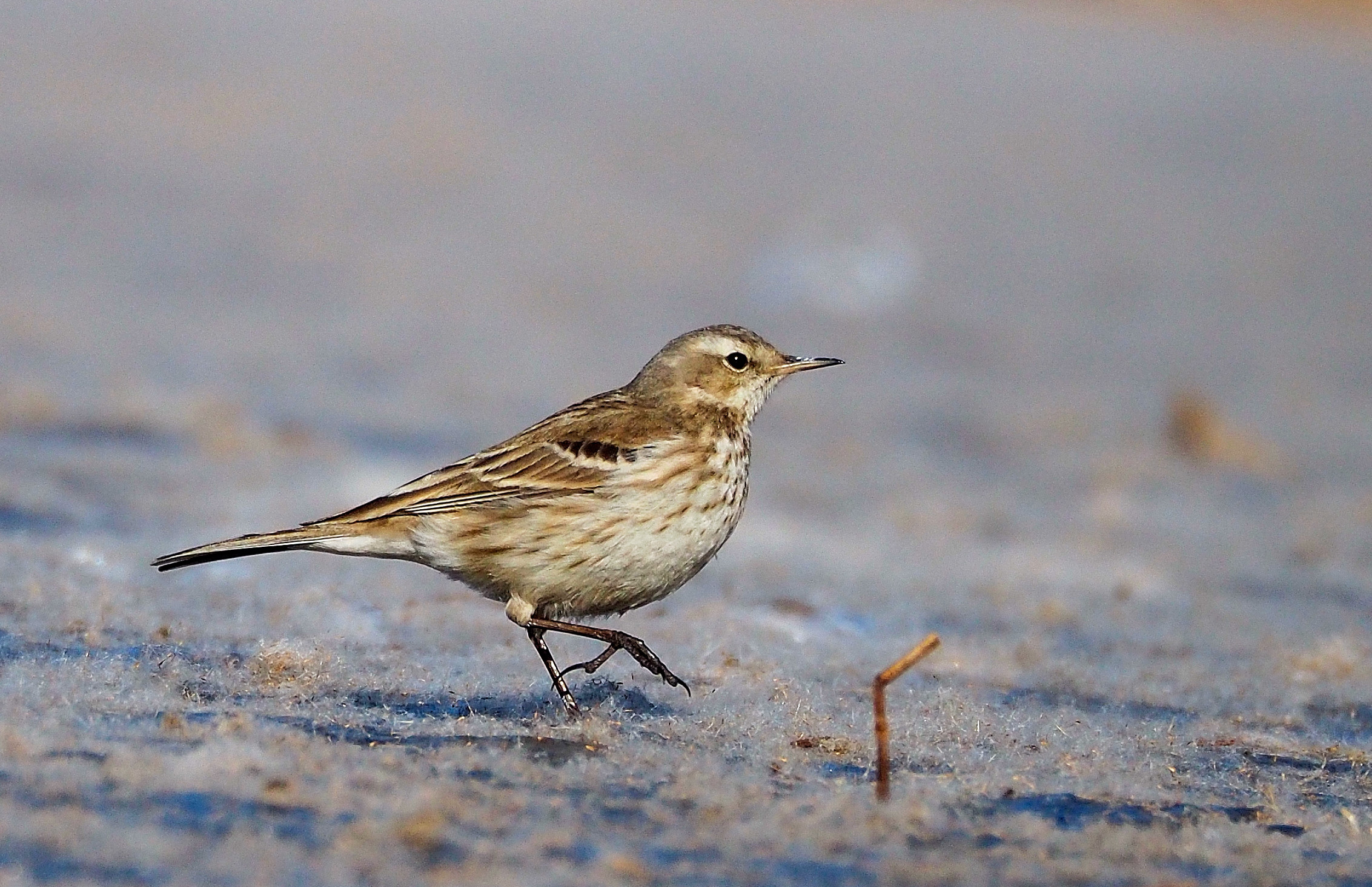 科的鸟类,属小型鸣禽,主要栖息于山地,林缘,灌木丛