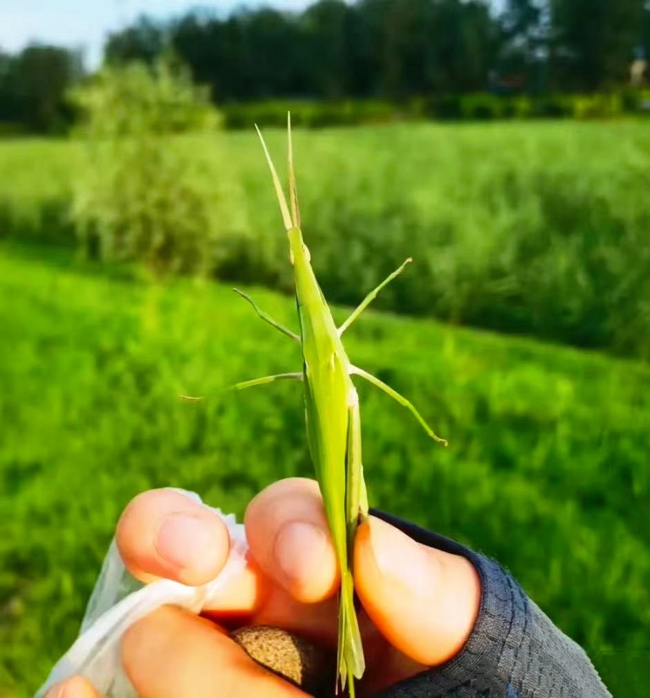 这只小小的绿色动物叫蚂蚱,在城里几乎是看不见它的.