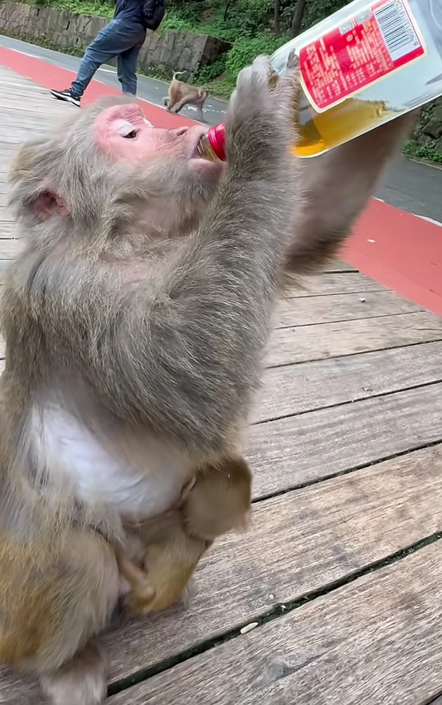 出门爬山看见一只机灵的猴子意外发现了一瓶劲酒.