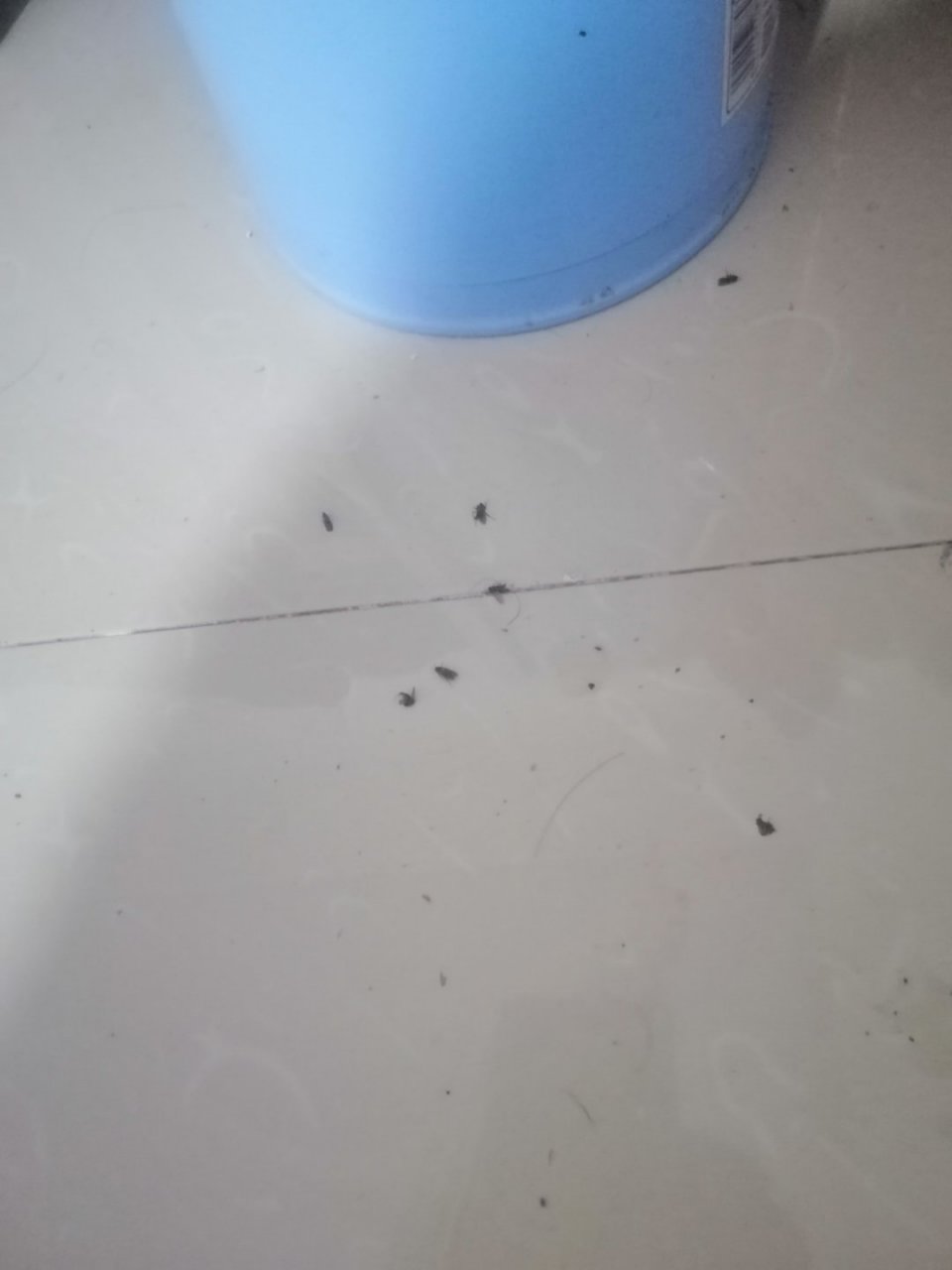 室外好多小飞蝇,都钻到屋内了,可有大神解决?