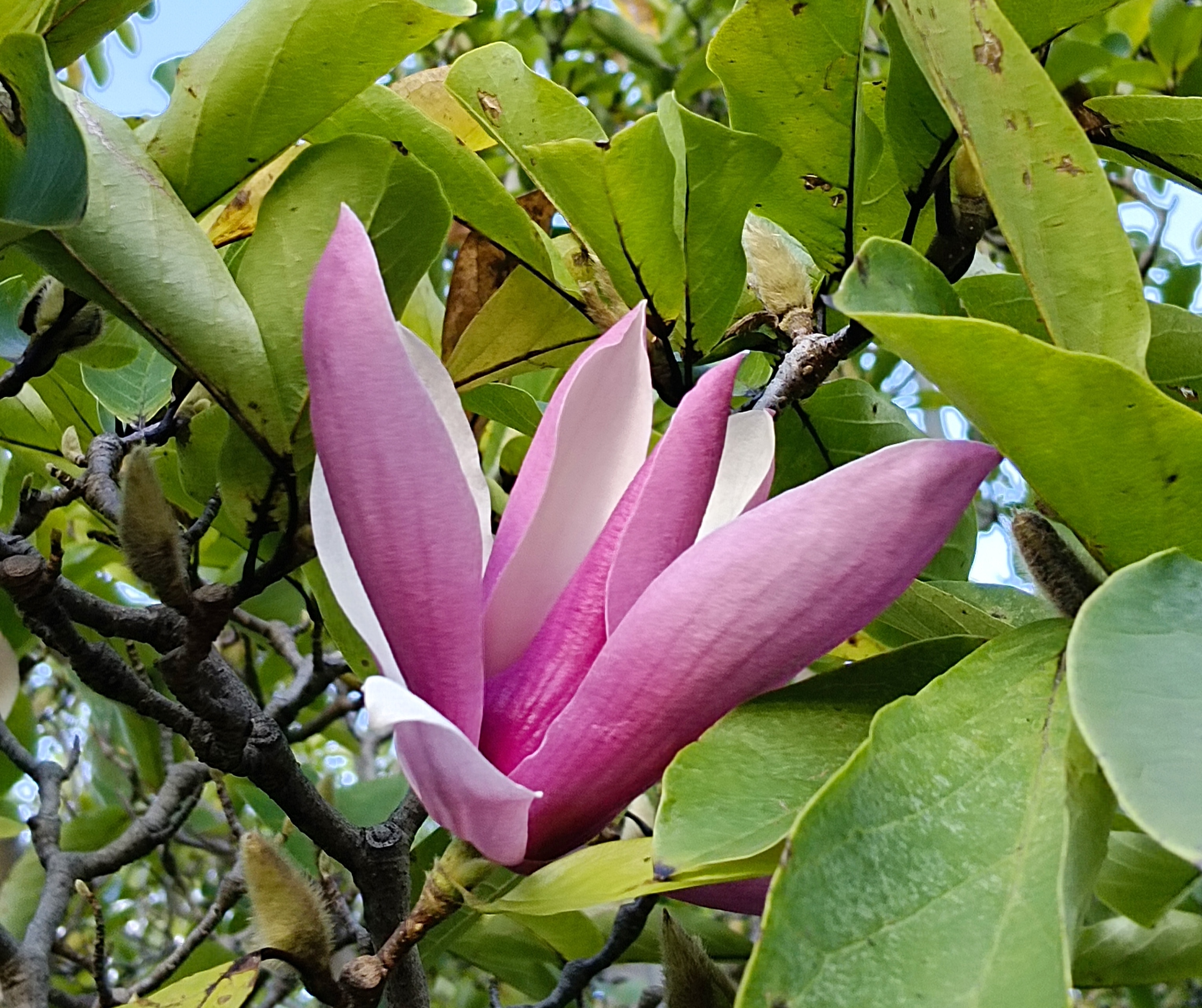 花的第三春 鸿运玉兰真不错,一年开三茬花 早春的玉兰花,见花不见叶