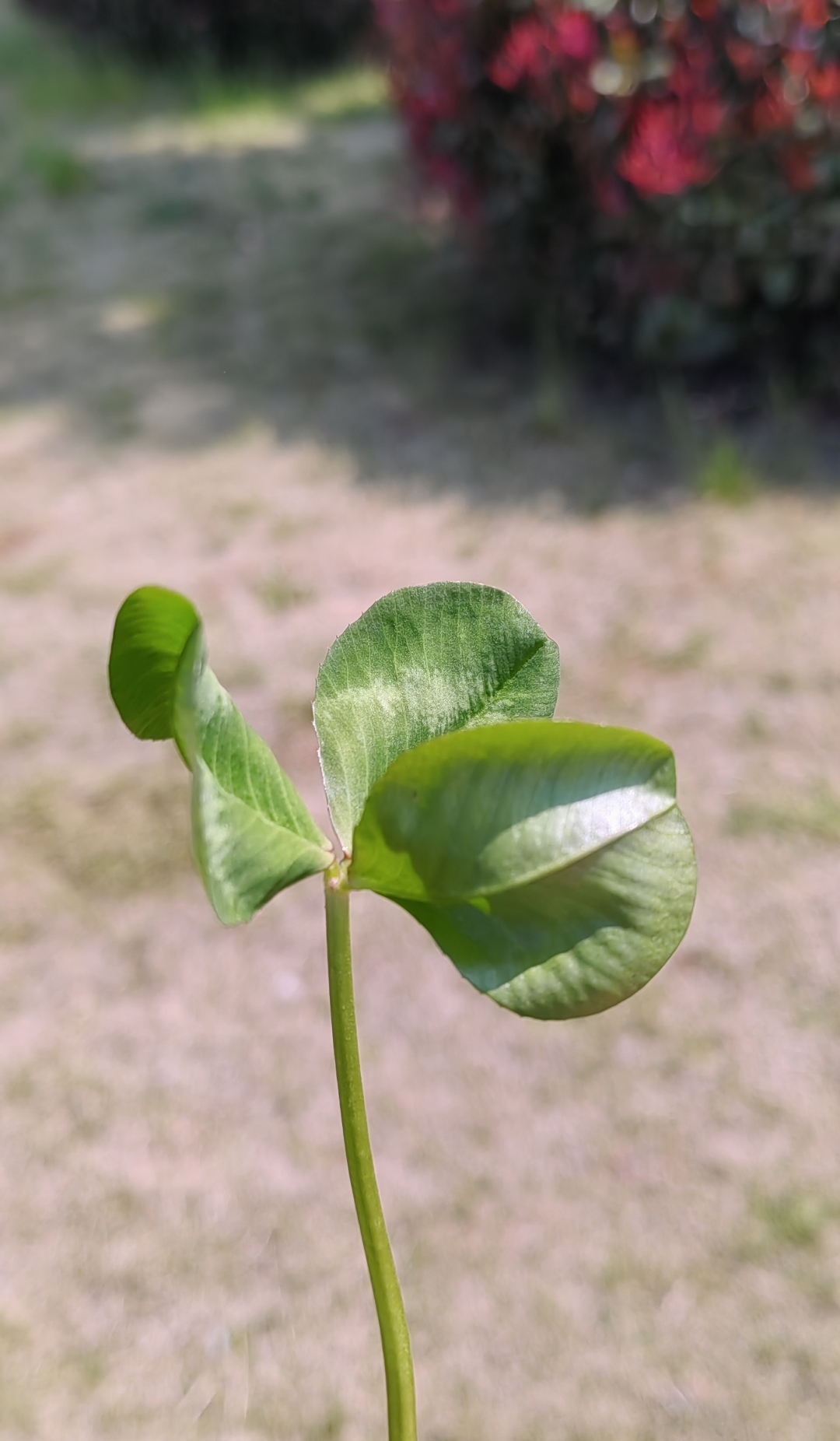 白车轴草:豆科车轴草属 春季养生餐桌上的佳肴