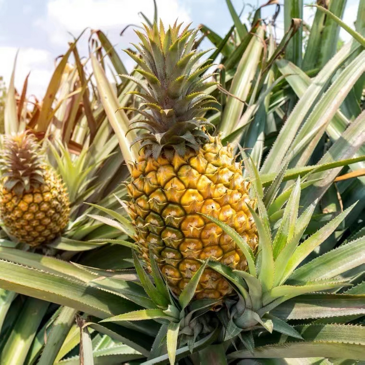 产地十二季 生命中的一切都不是巧合, 你得到什么, 是源于你付出了