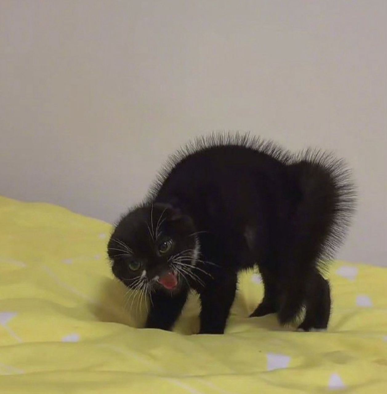 猫咪炸毛原来是真的! #搞笑段子集中地#