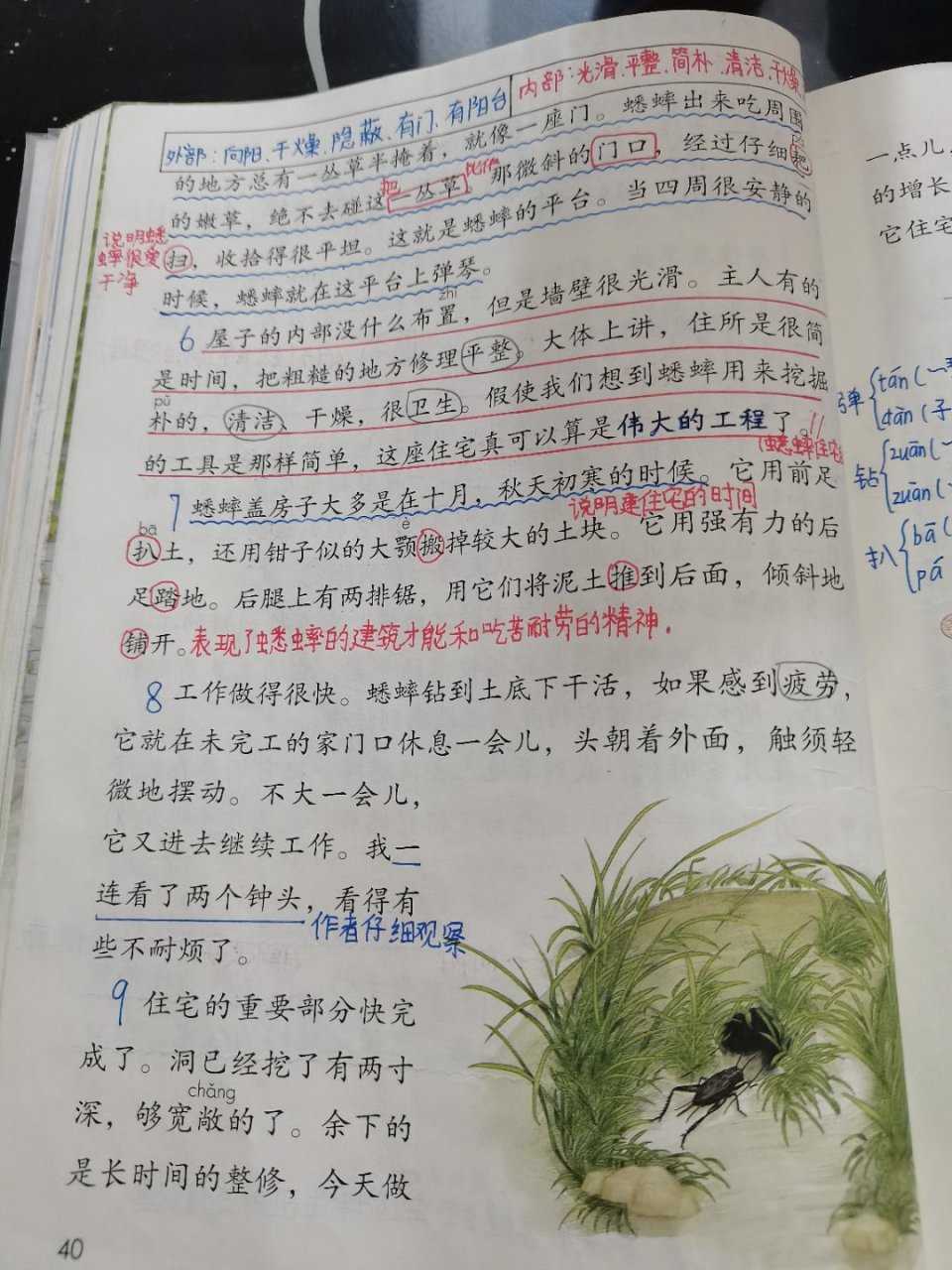 关于蟋蟀的住宅课堂笔记