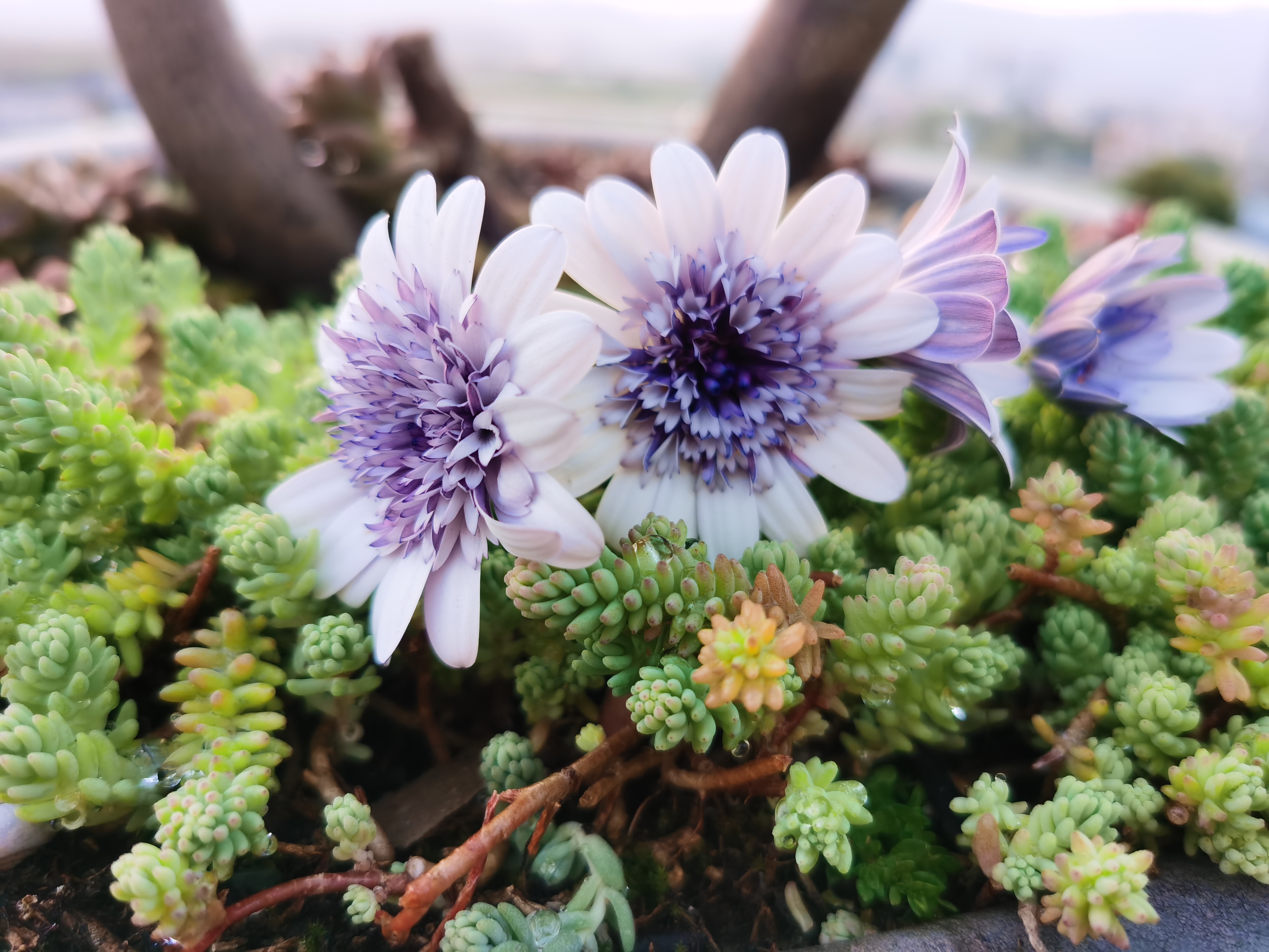 超级好看的蓝目菊一一白色重瓣蓝心!
