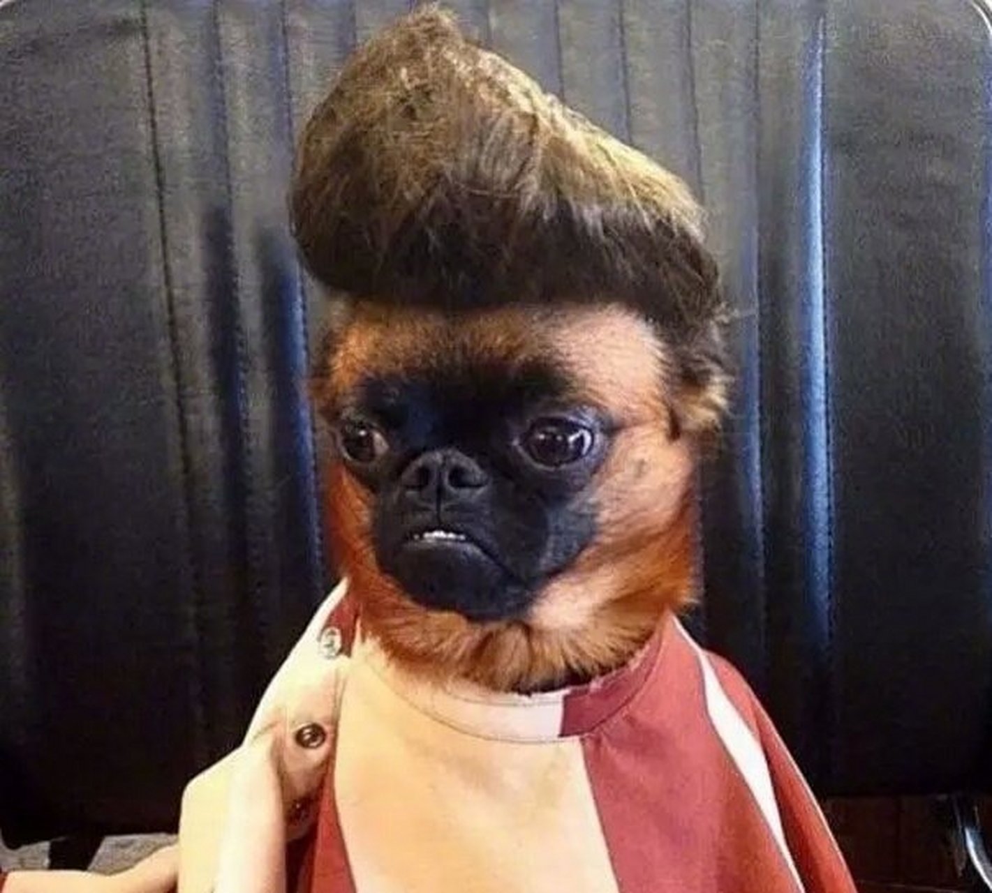 你对这个刚做完的发型打个分吧!满分10分