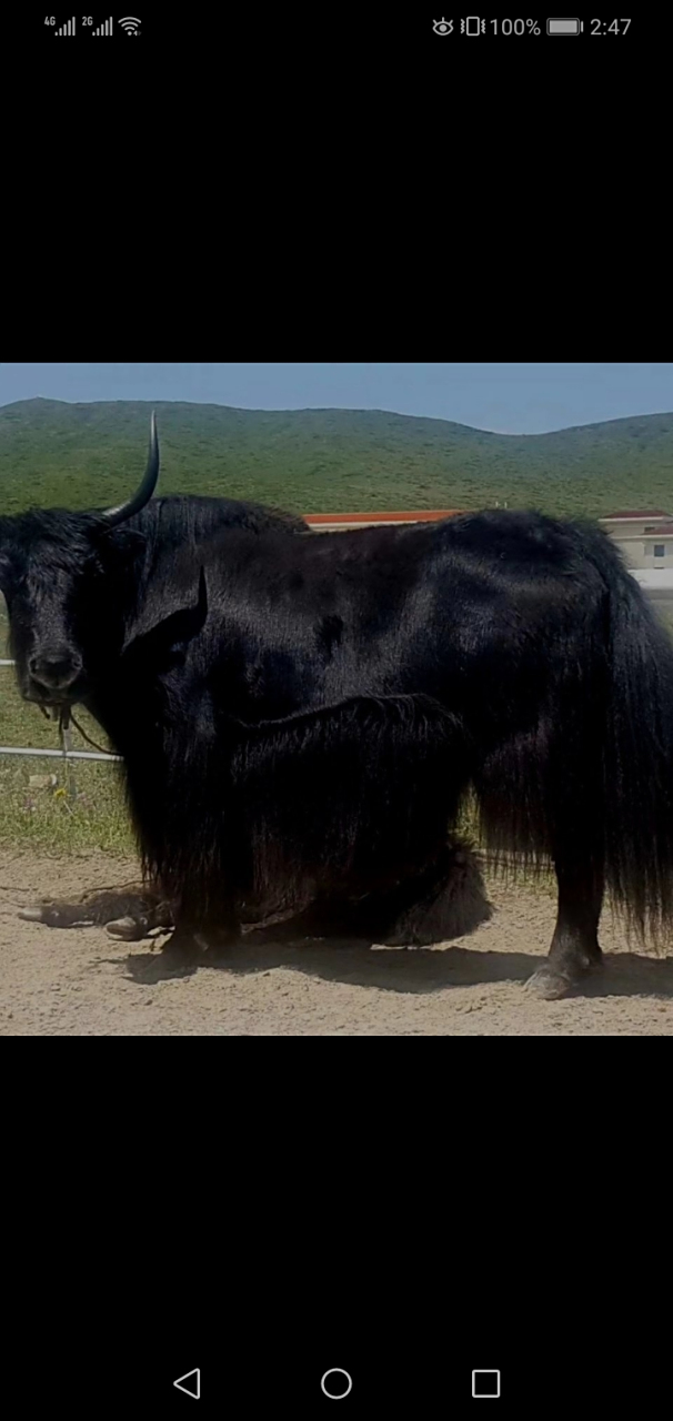 牦牛:藏,雅牛,英文,yak.三百万年神牛,高原草原灵牛