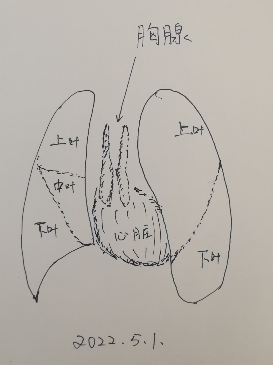 胸腺是乳房的专业名词吗?乳腺指乳房,是乳房的专业叫法