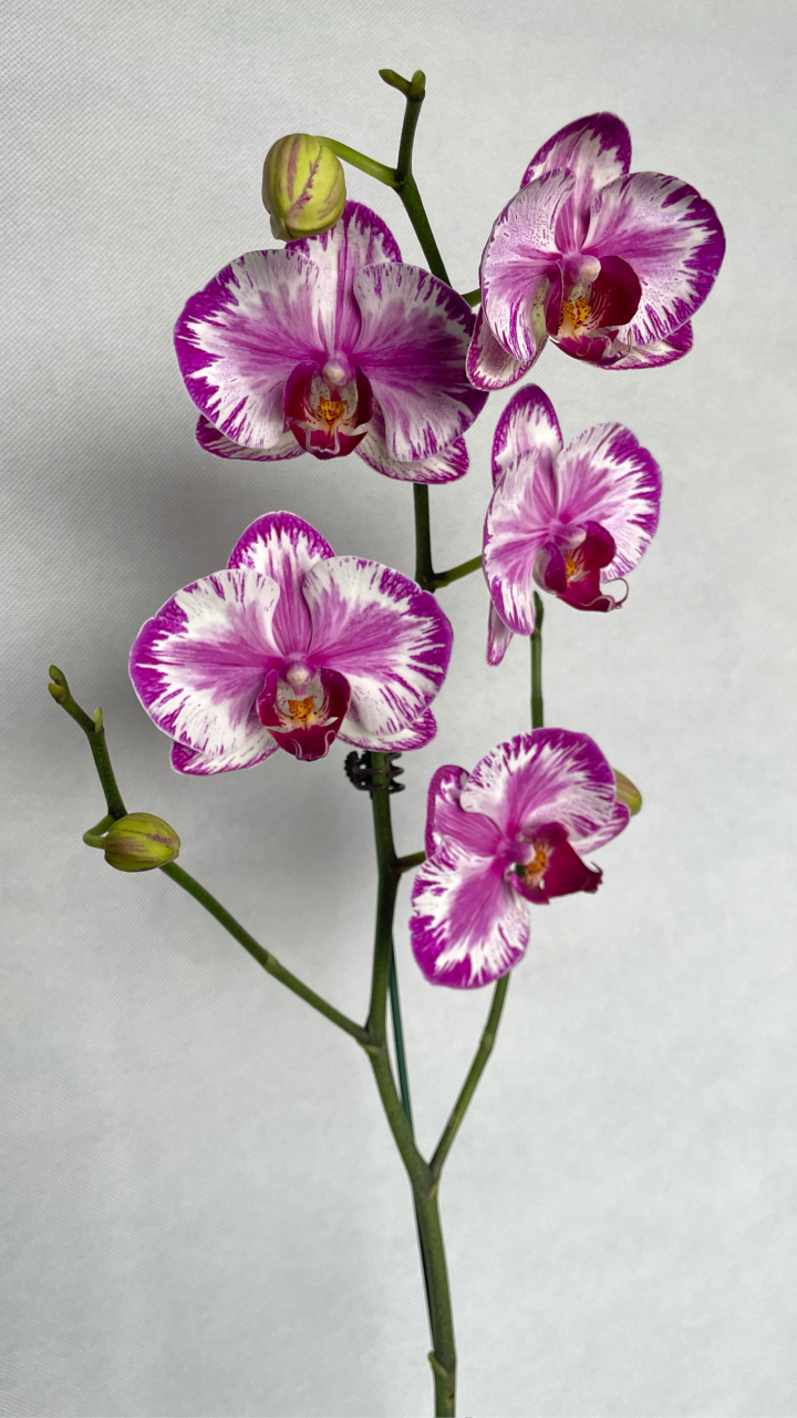 大展宏图这款蝴蝶兰,它的花瓣不算大,8厘米左右,而它的叶片又宽又长