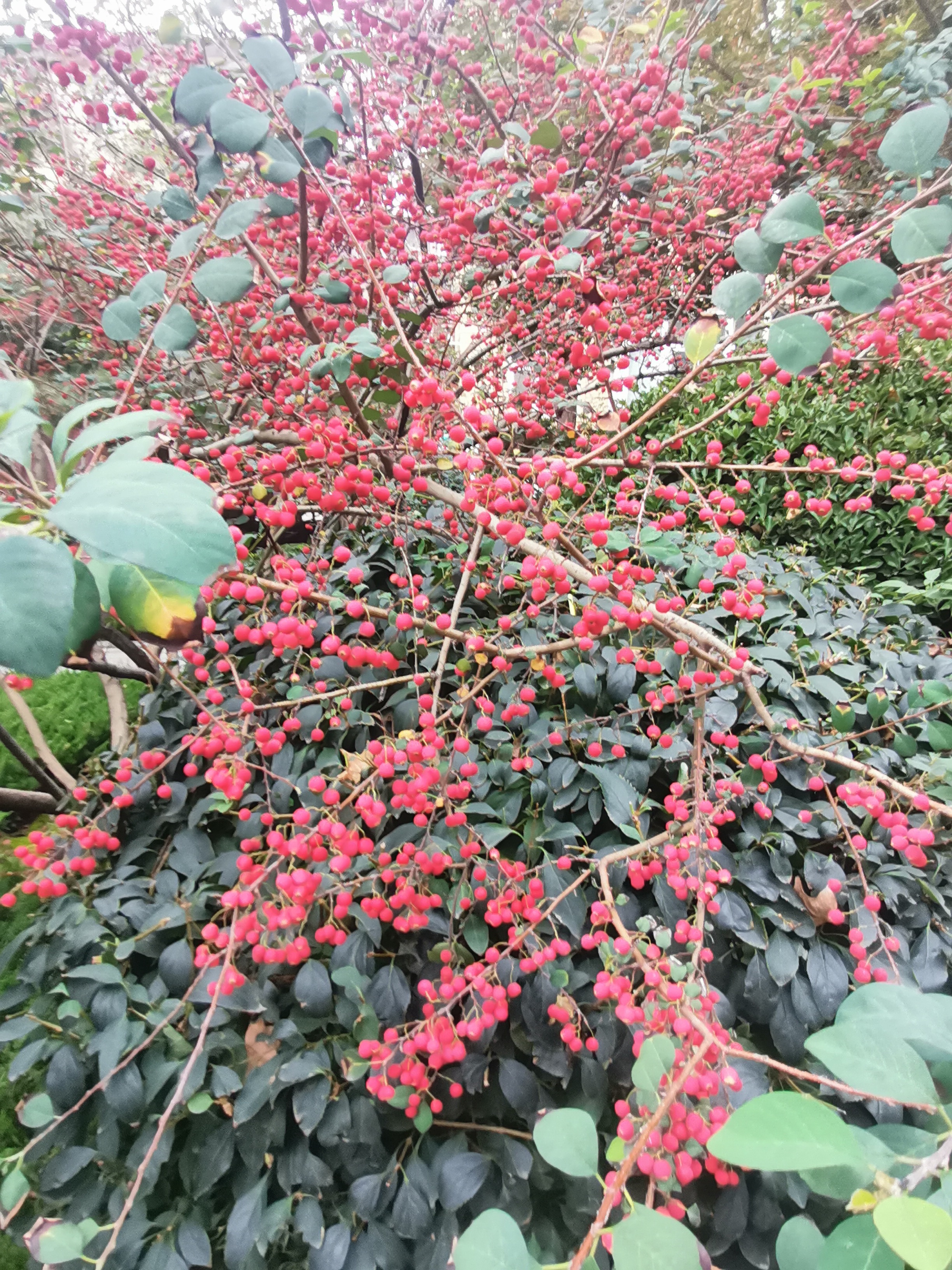 水栒子花味道图片