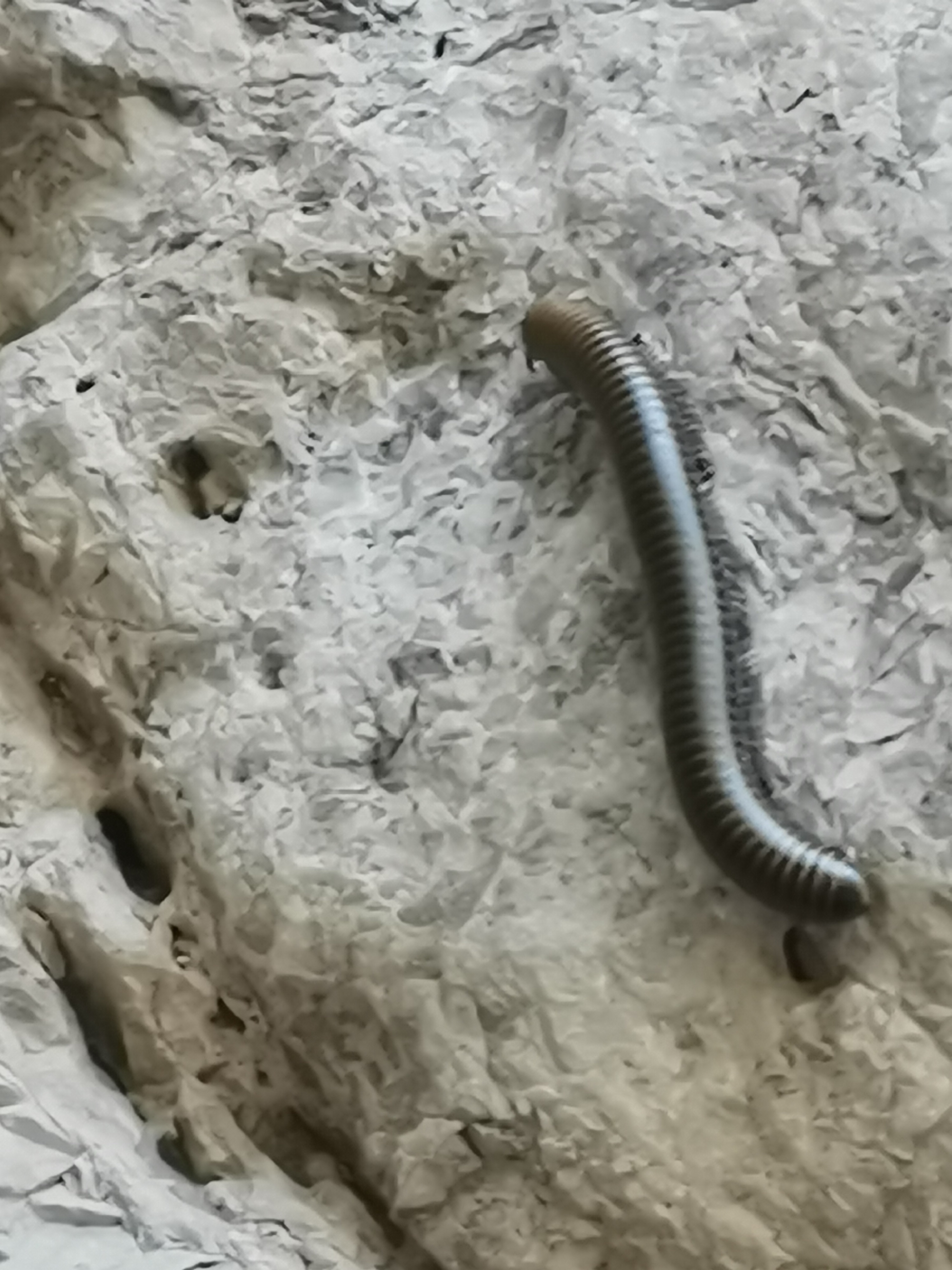 爬山时发现一只多足虫,甚是瘆得慌,一查原来是马陆!