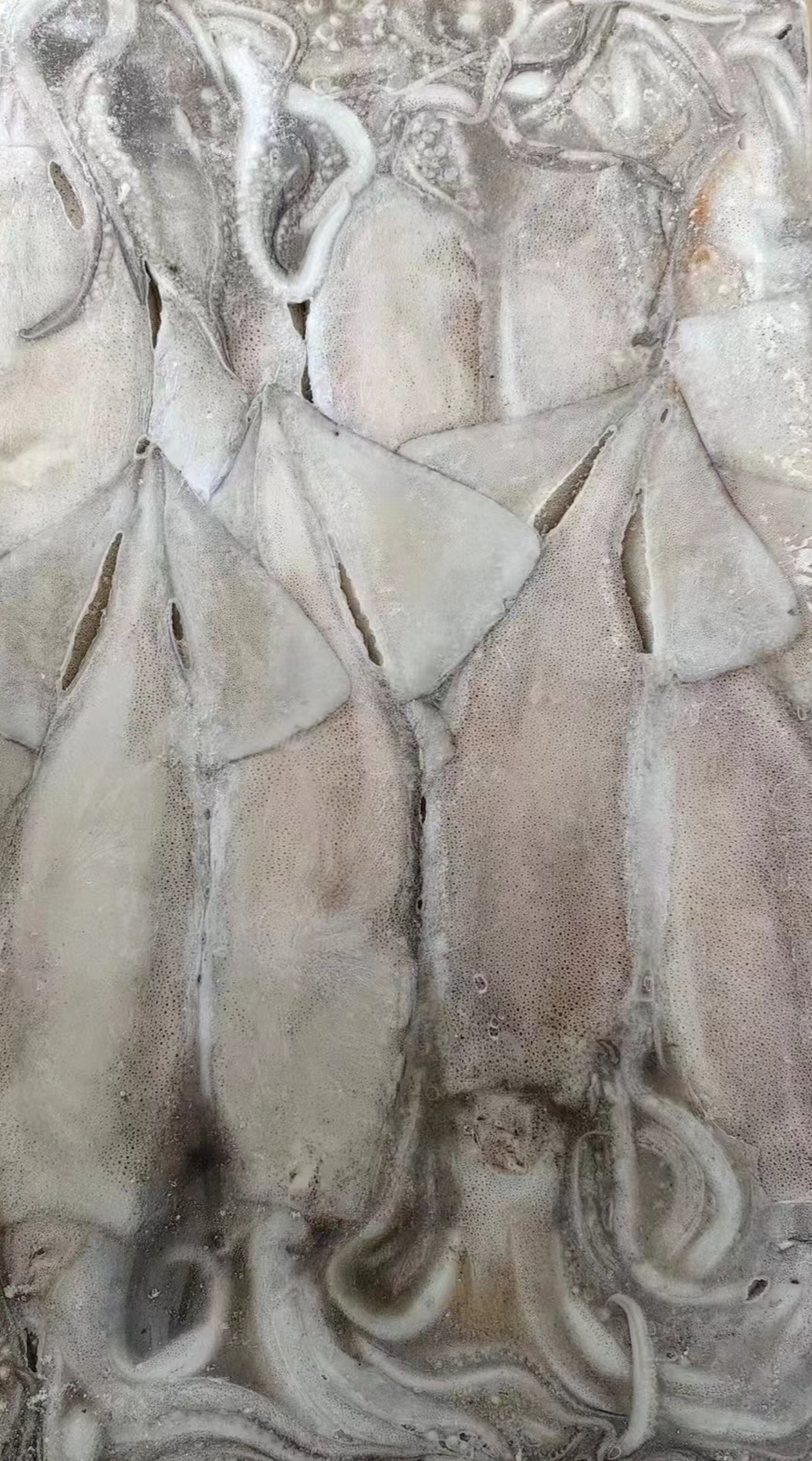 板冻鱿鱼